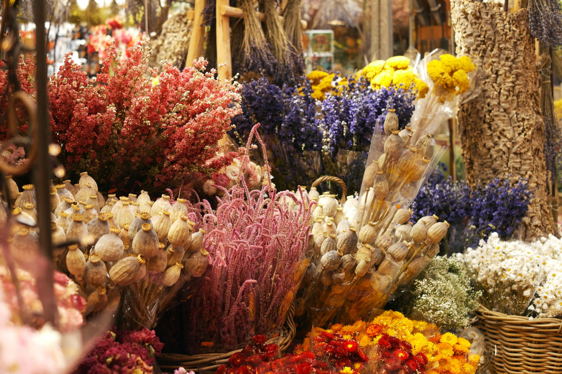 Beautiful Assortment Of Dried Flowers Background