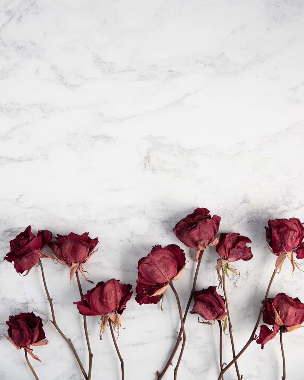 Beautiful Assortment Of Dried Flowers Background