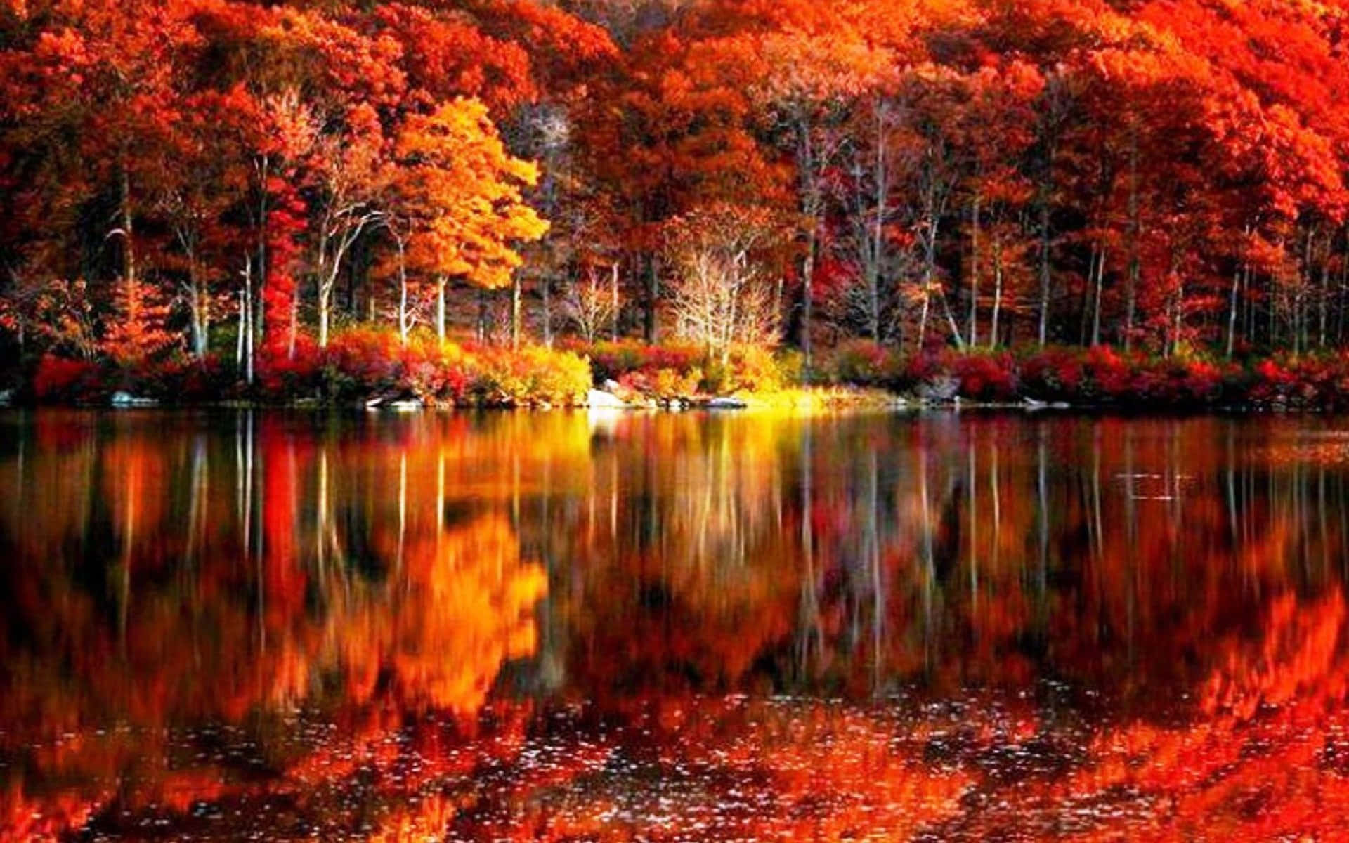 Beautiful Autumn Foliage Vibrantly Colored By The Changing Seasons Background