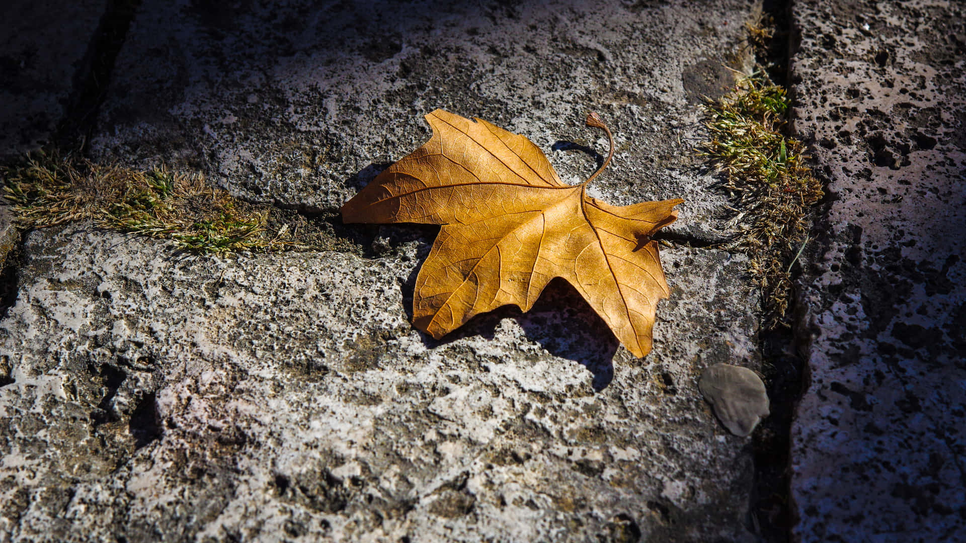 Beautiful Autumn Leaf On A Pristine Lake In The Forest Background