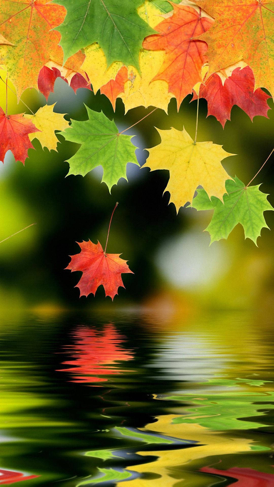 Beautiful Autumn Leaves Android Phone Background