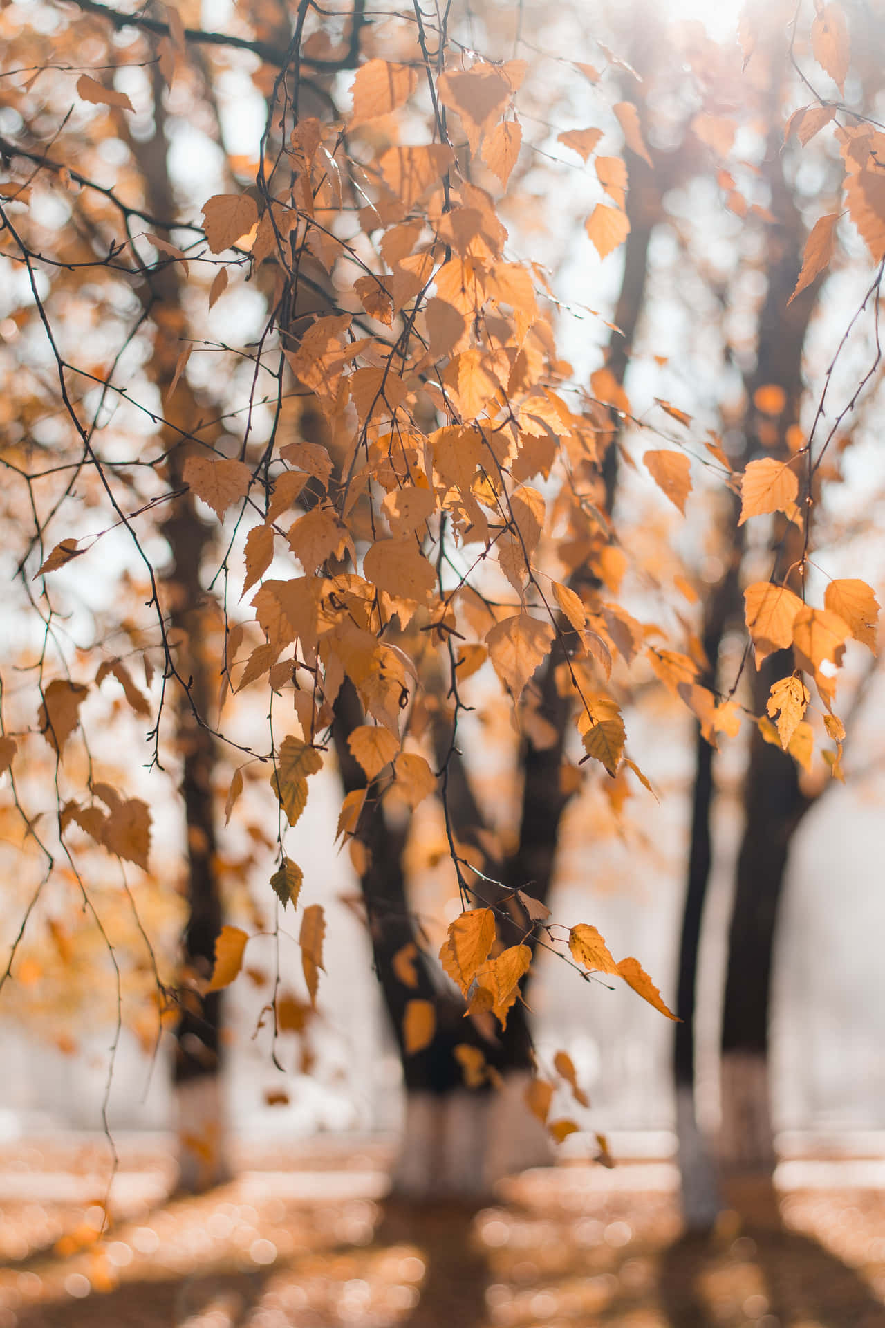 Beautiful Autumn Leaves Portrait Background