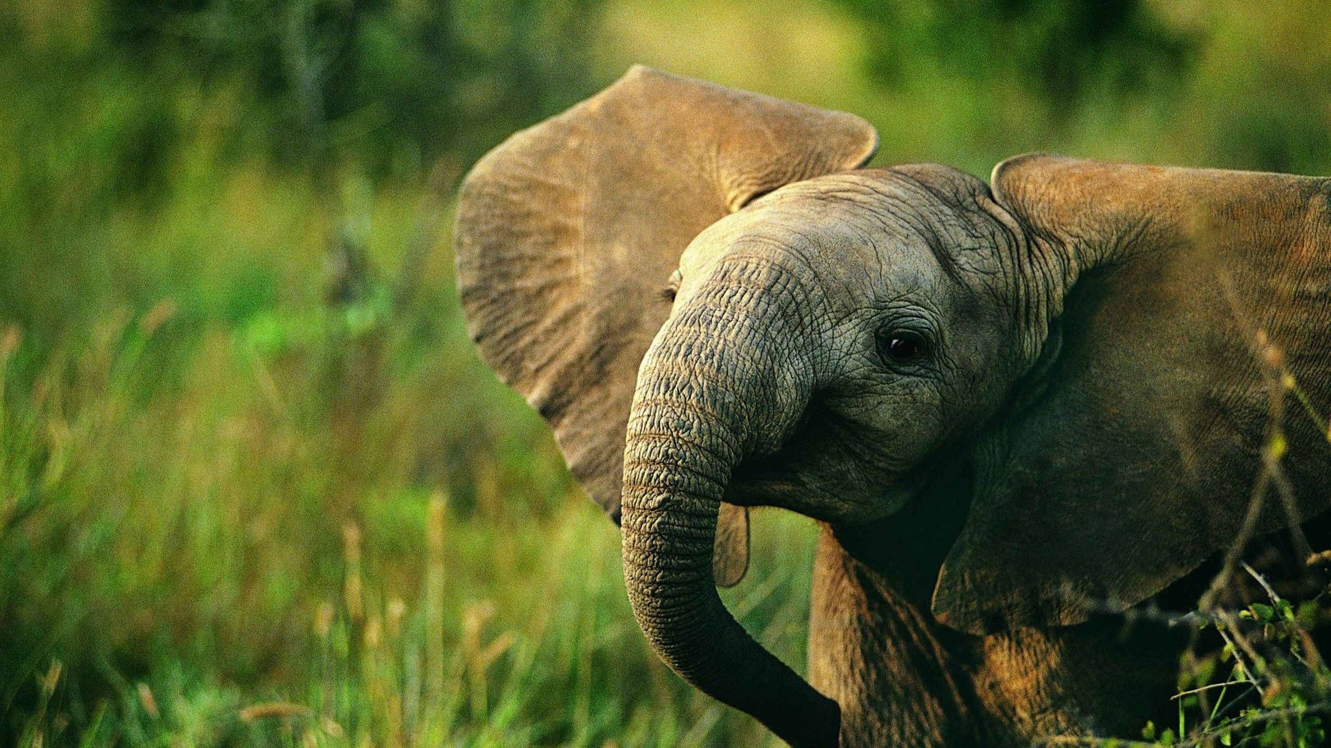 Beautiful Baby Elephant Frolicking In Nature Background