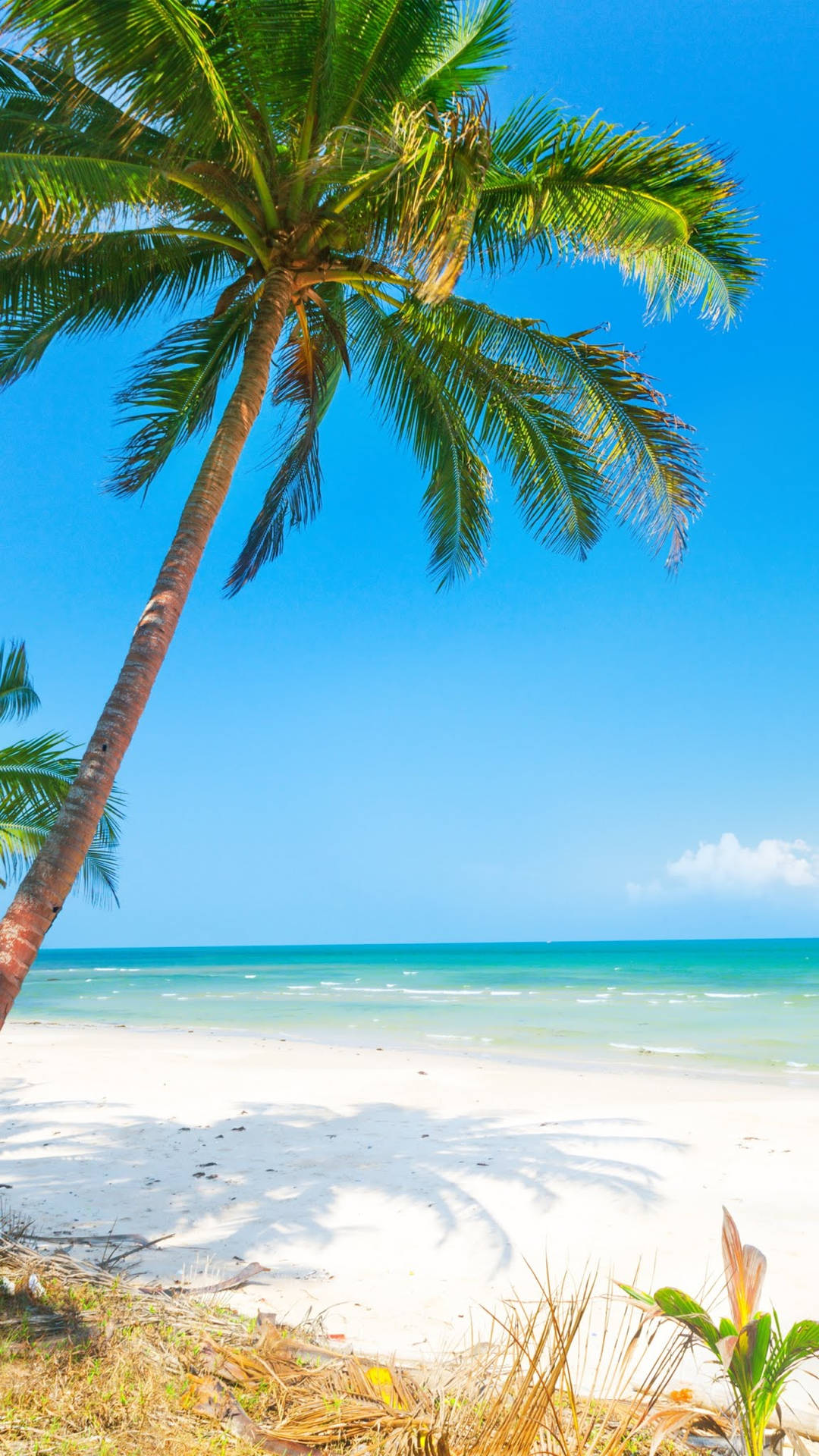 Beautiful Beach And A Palm Tree Background