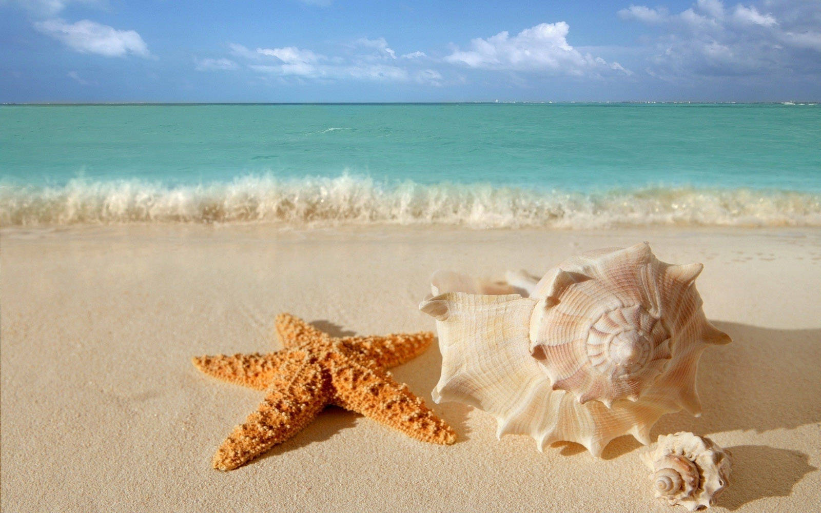 Beautiful Beach With Starfish And Seashells Background