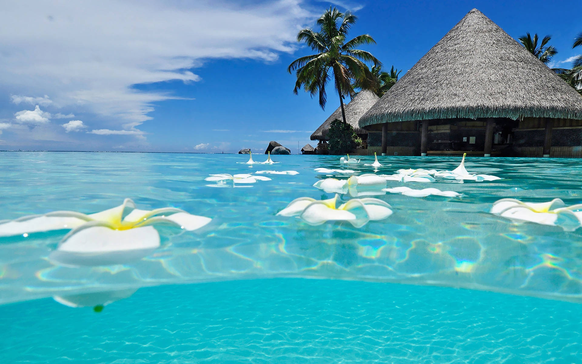 Beautiful Beach With White Flowers On Water Background