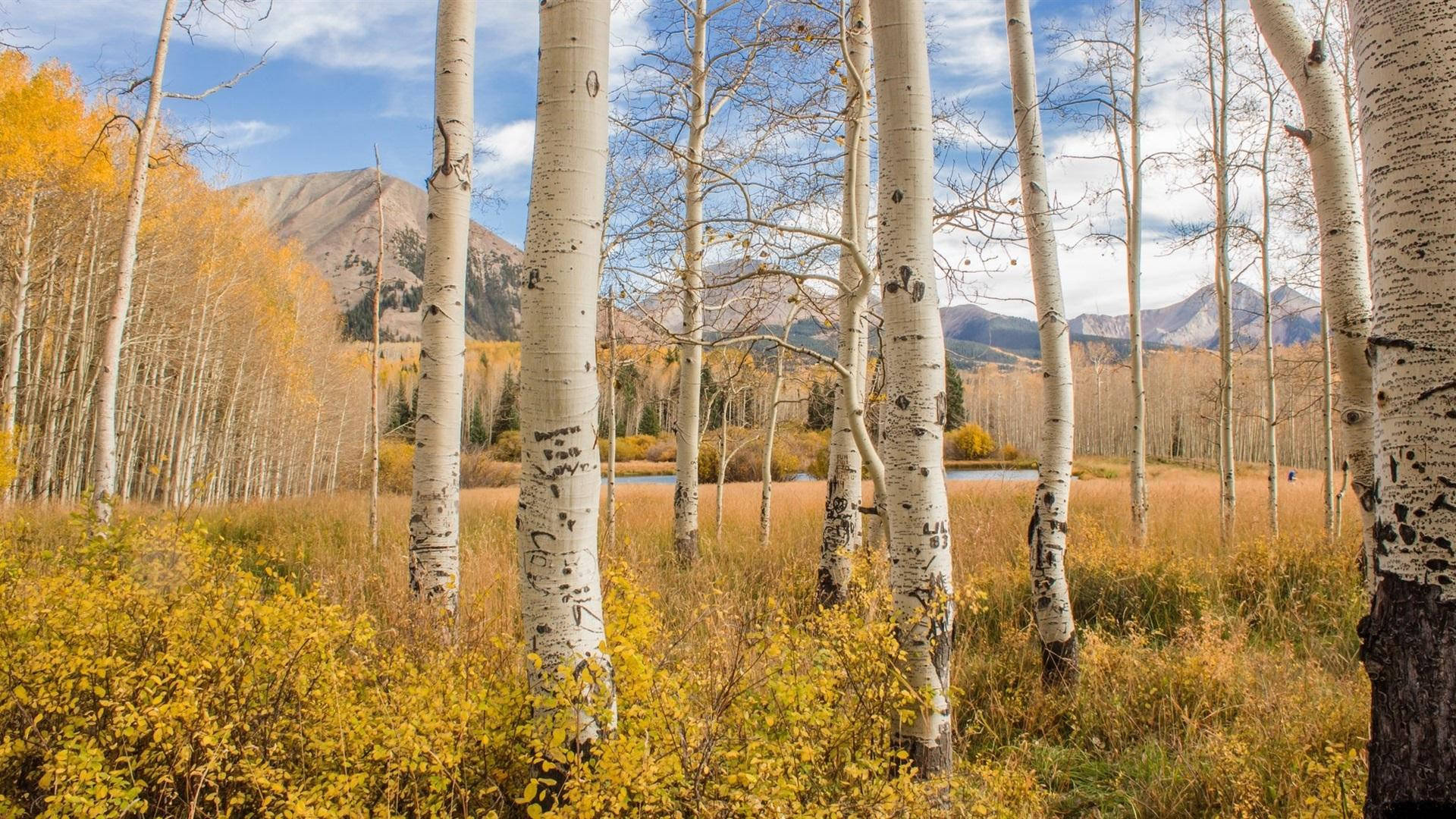 Beautiful Birch Tree Forest Mountains