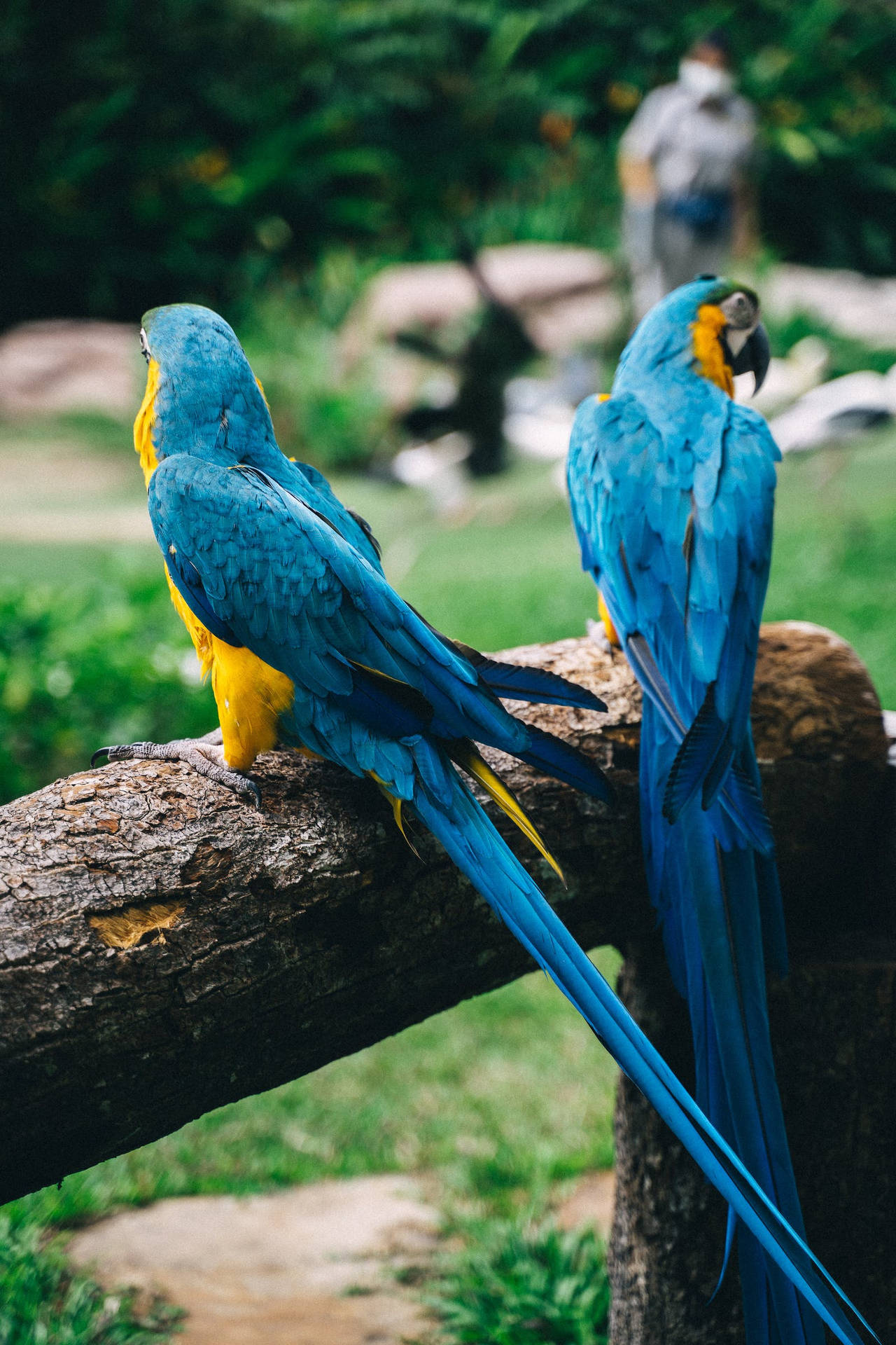 Beautiful Birds Blue Macaw Parrot Background