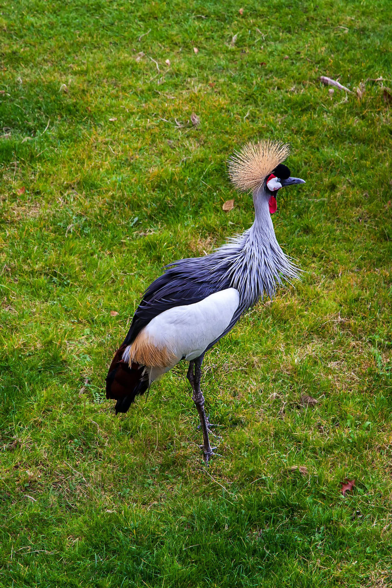 Beautiful Birds Gray Crowned Crane Background