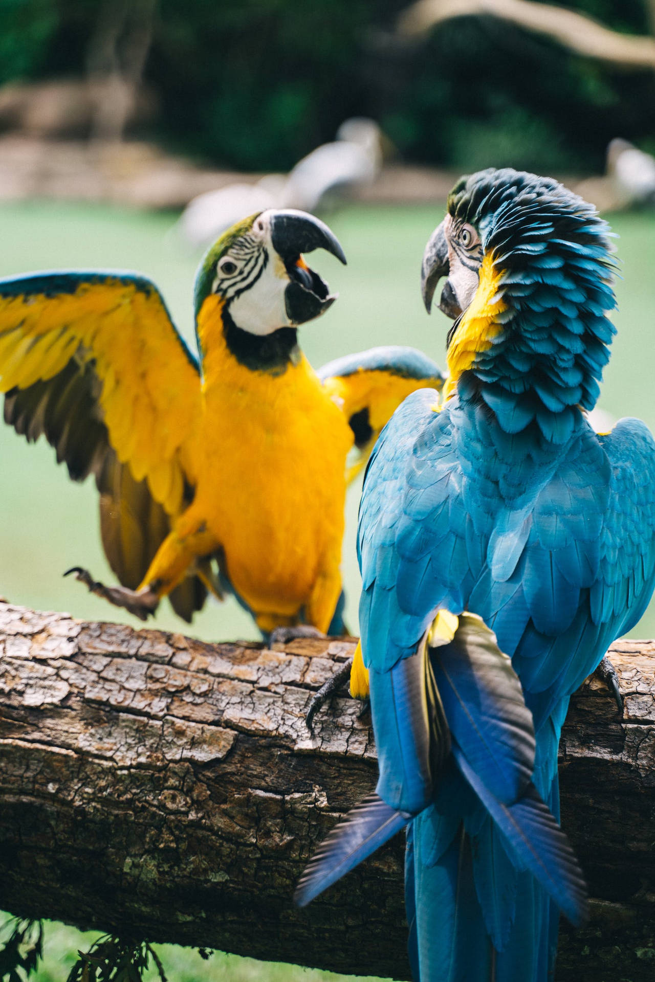 Beautiful Birds Macaw Parrots Background