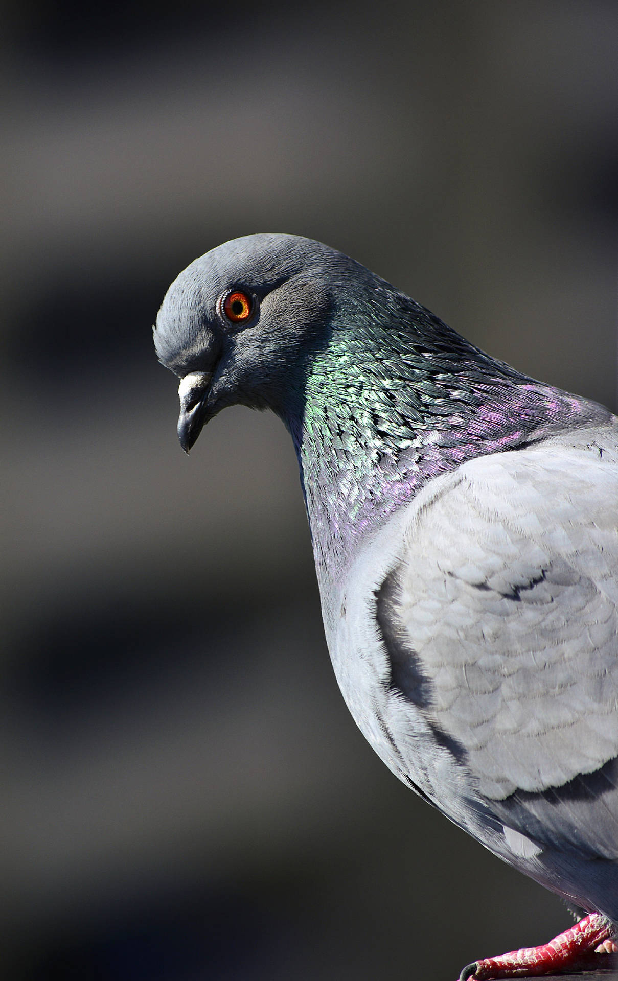 Beautiful Birds Pigeon Background