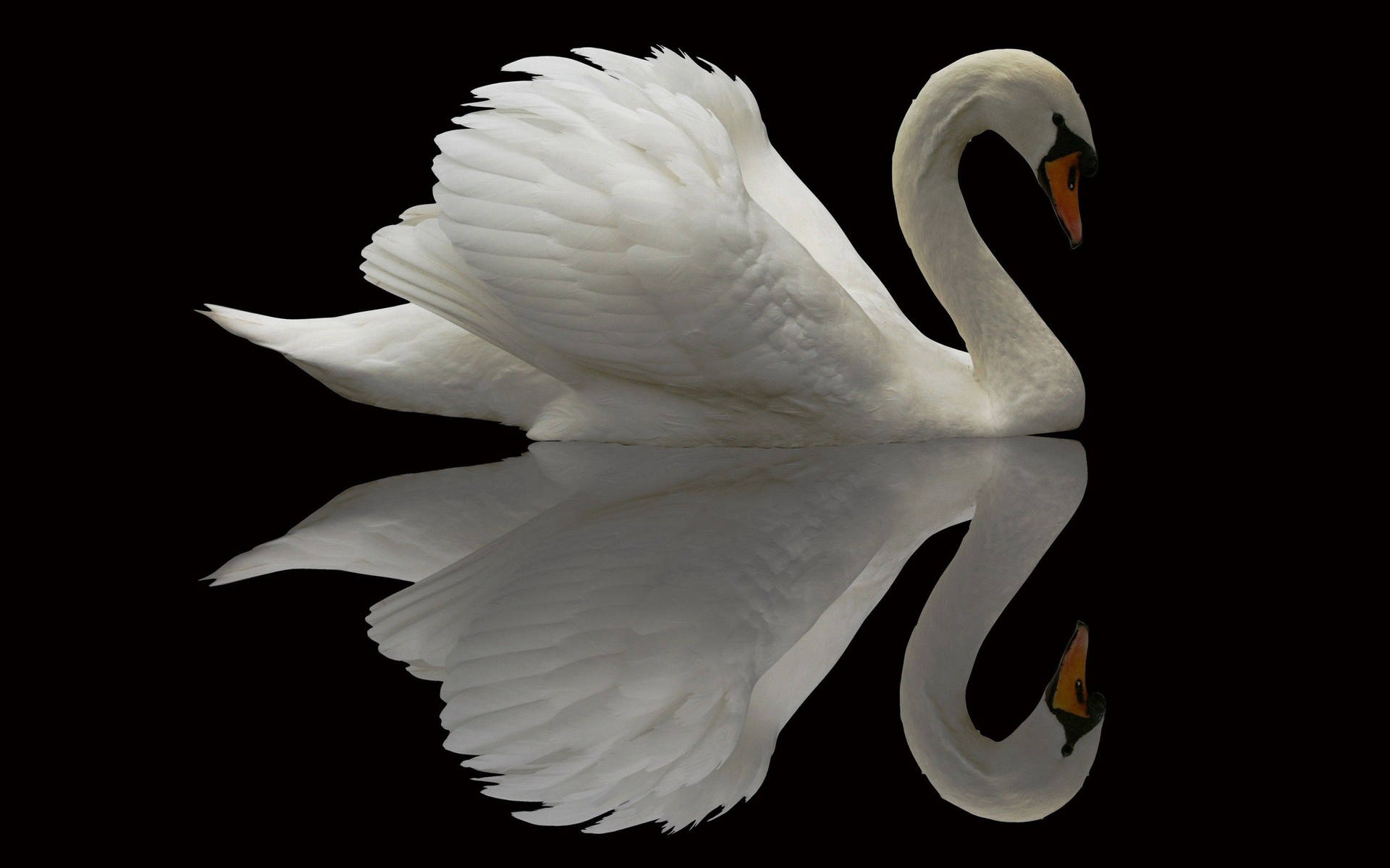 Beautiful Birds Swan Reflection Background