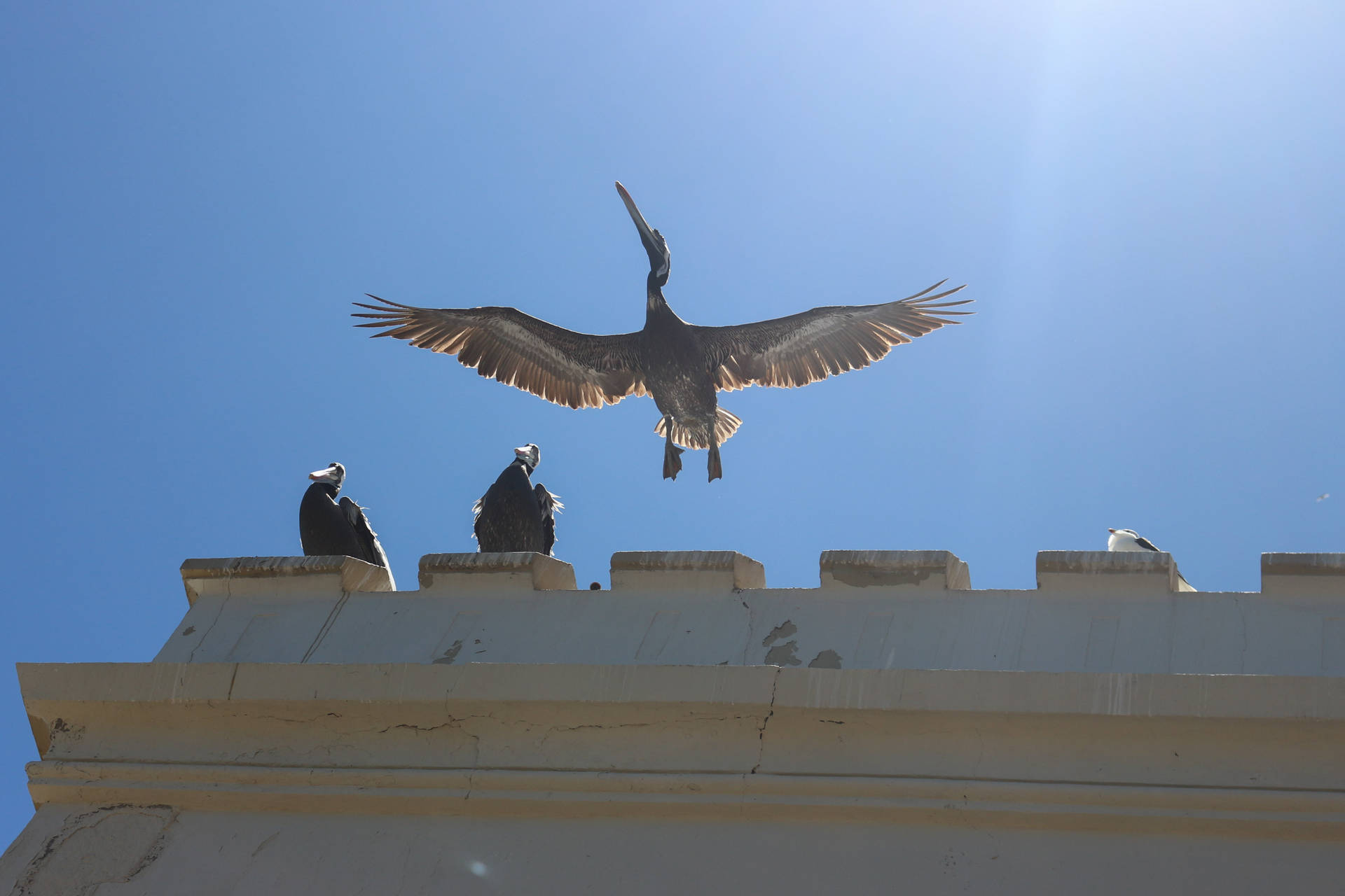 Beautiful Birds Taking Flight Background