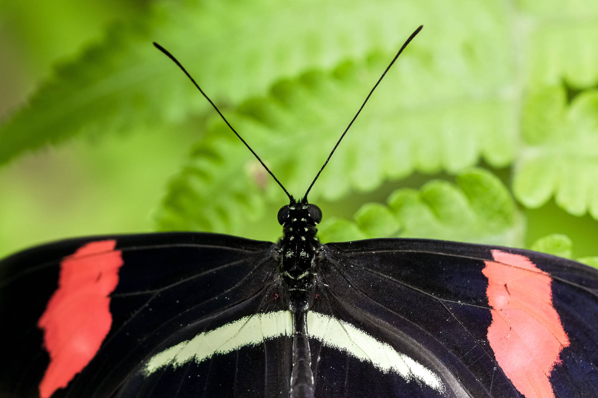 Beautiful Black And Pink Butterfly