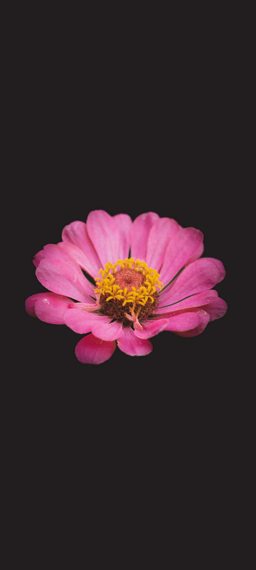 Beautiful Black And Pink Flower Background