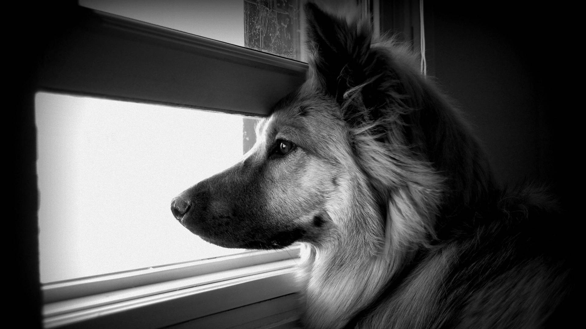 Beautiful Black And White Dog In A Dramatic Setting Background