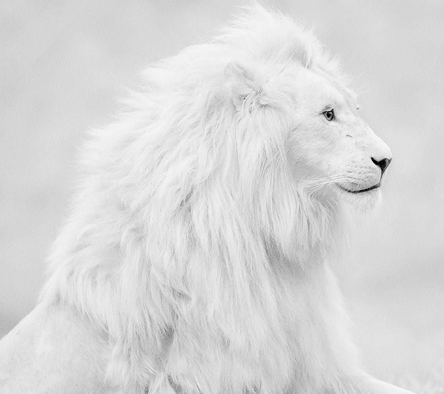 Beautiful Black And White Lion Background