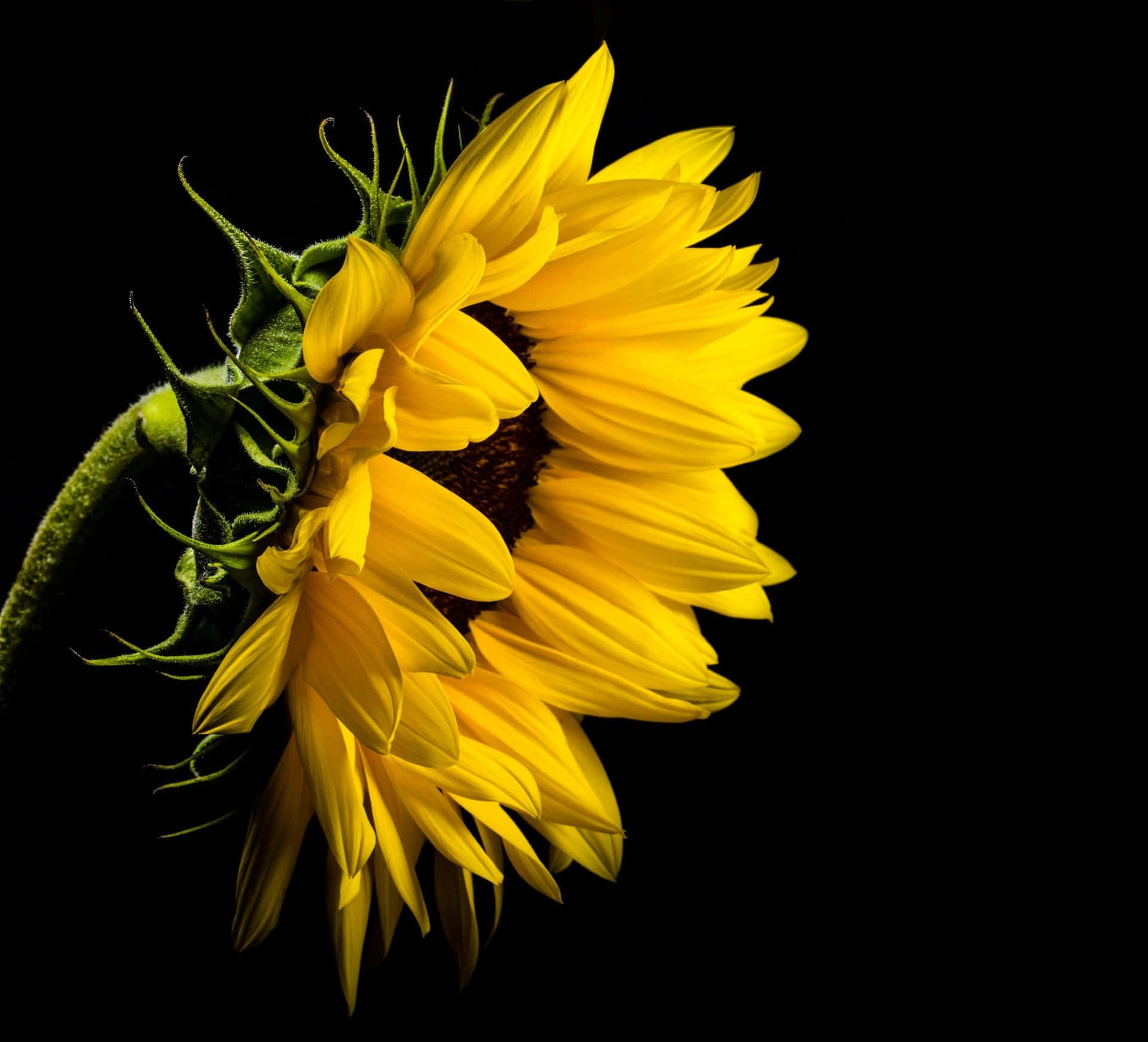 Beautiful Black Sunflower Against Blue Sky