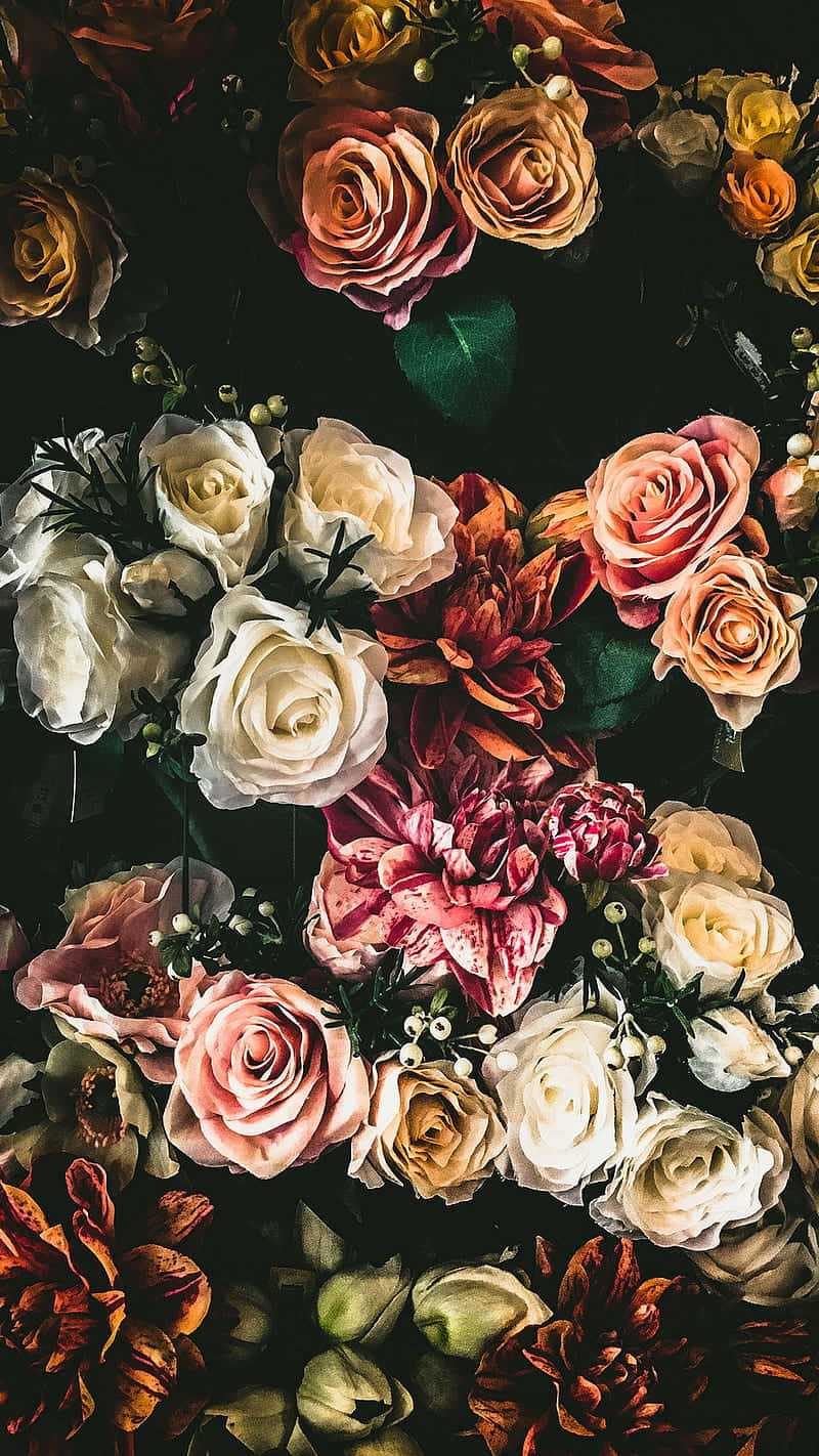 Beautiful Blooms Of Red Roses Captured In This Tumblr Hd Wallpaper Background