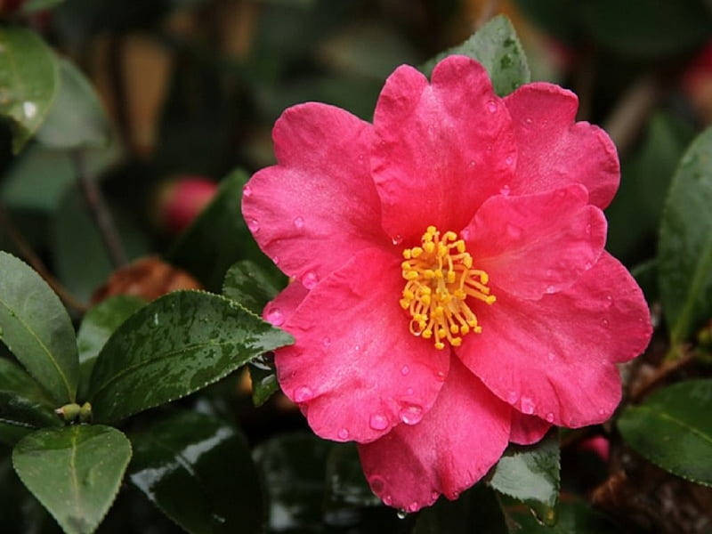 Beautiful Blossom Of Camellia Sasanqua