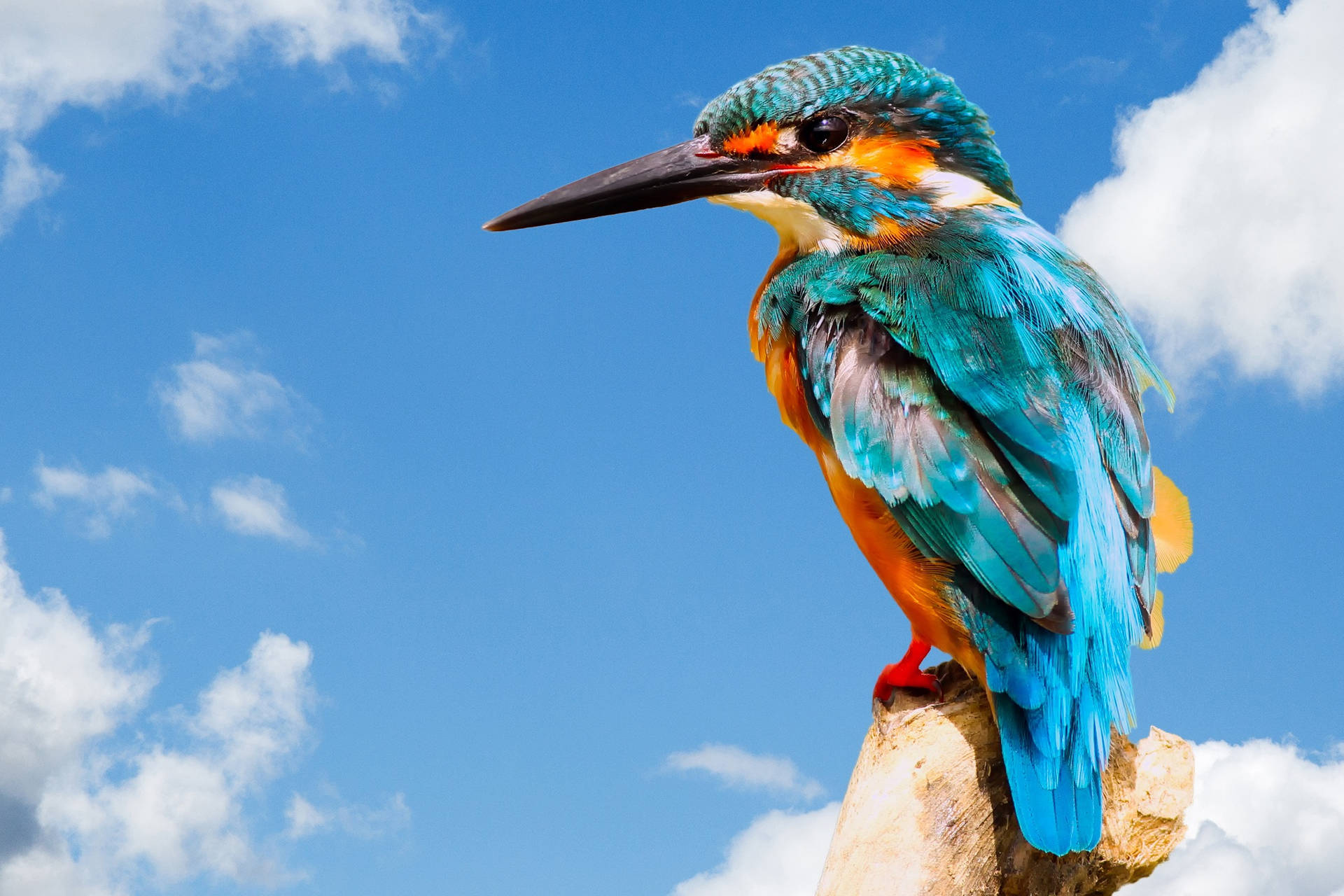 Beautiful Blue And Orange Bird