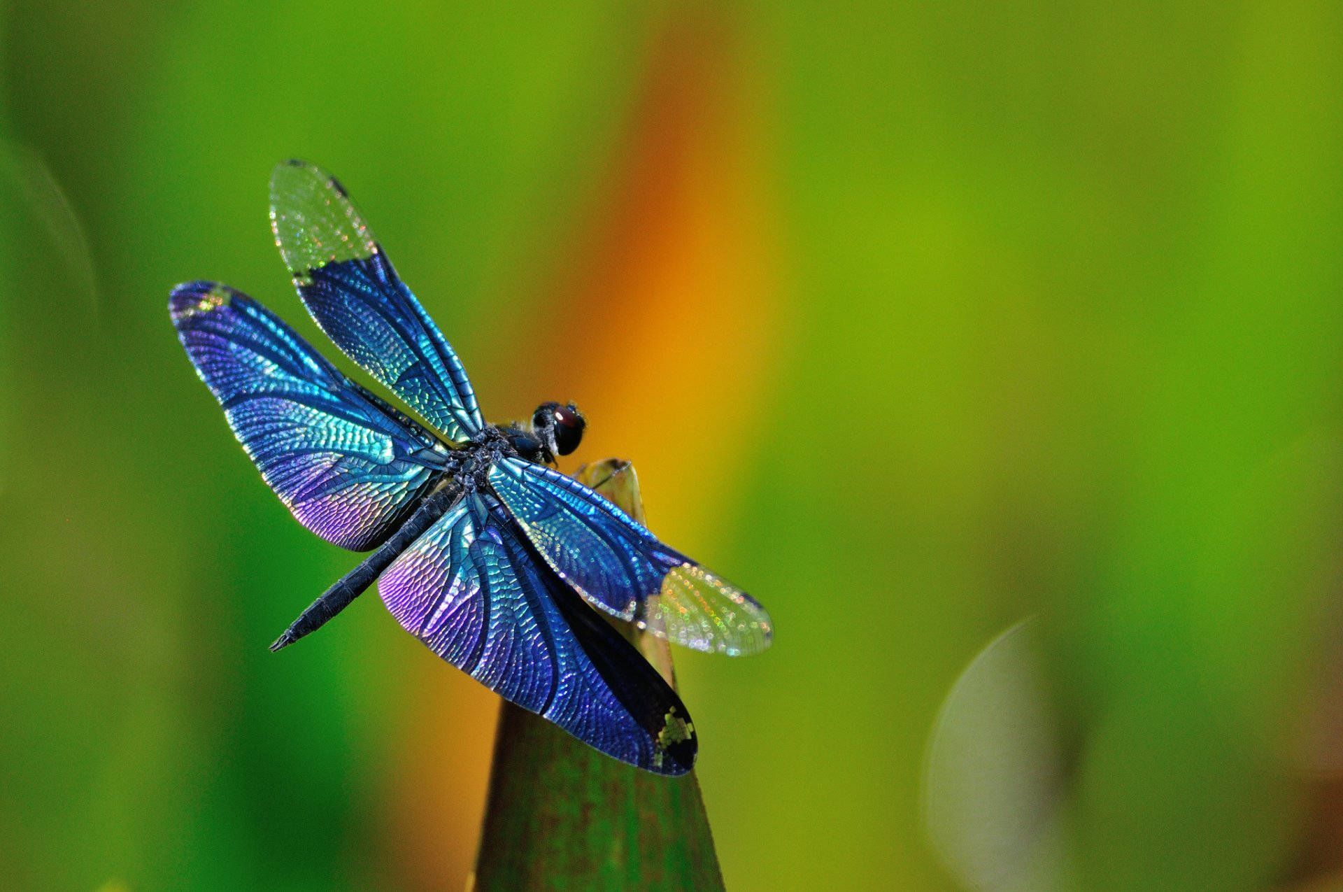 Beautiful Blue Demoiselle Dragonfly Background