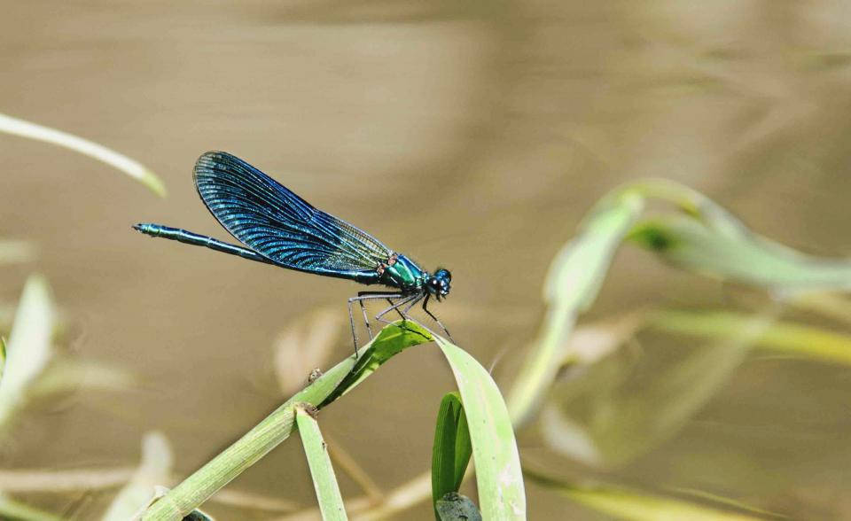 Beautiful Blue Dragonfly In Nature Background