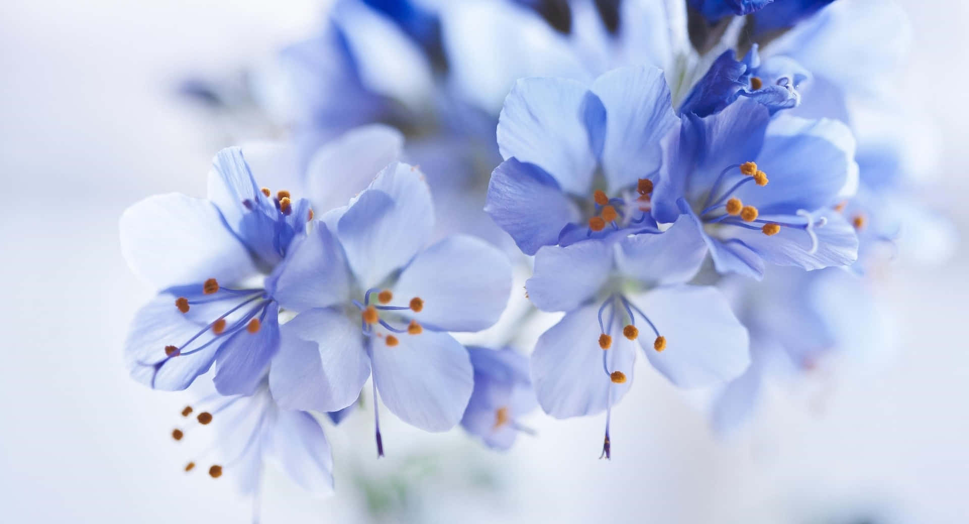 Beautiful Blue Flower Background