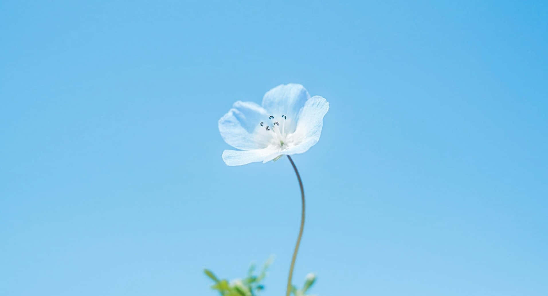 Beautiful Blue Flower On A Desktop Background