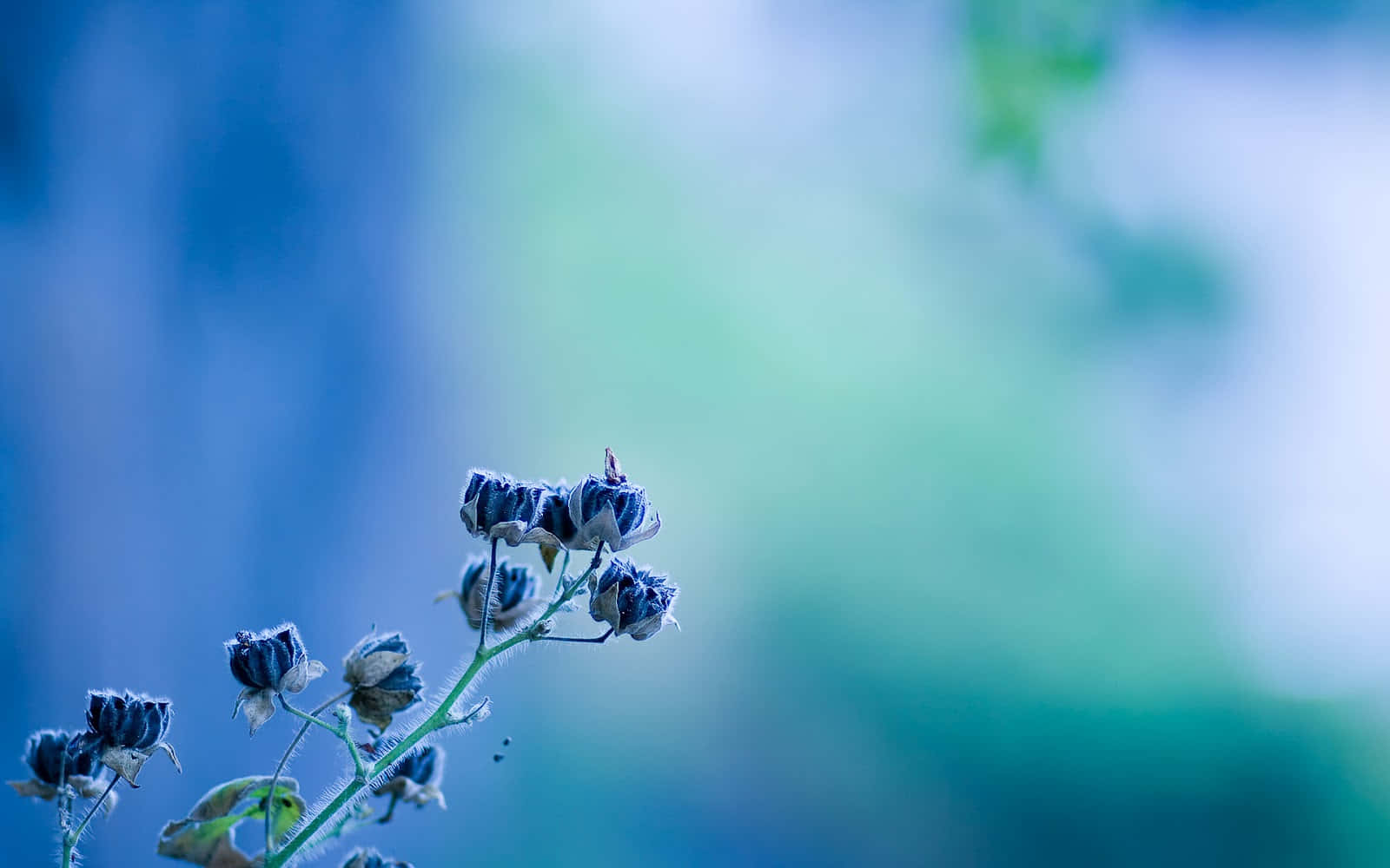 “beautiful Blue Flowers On A Desktop Background” Background