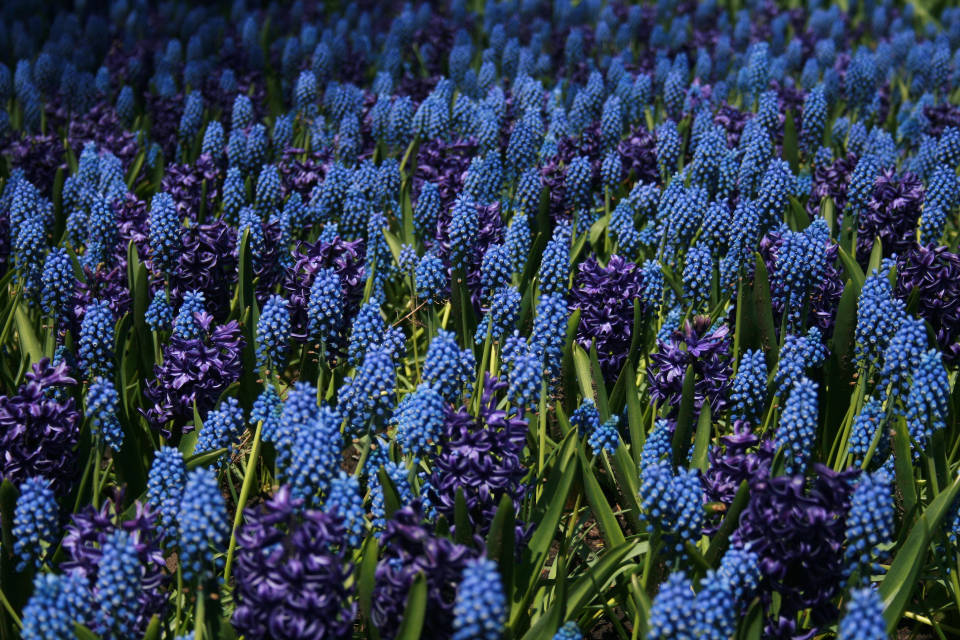 Beautiful Blue Hyacinth Flowers Background