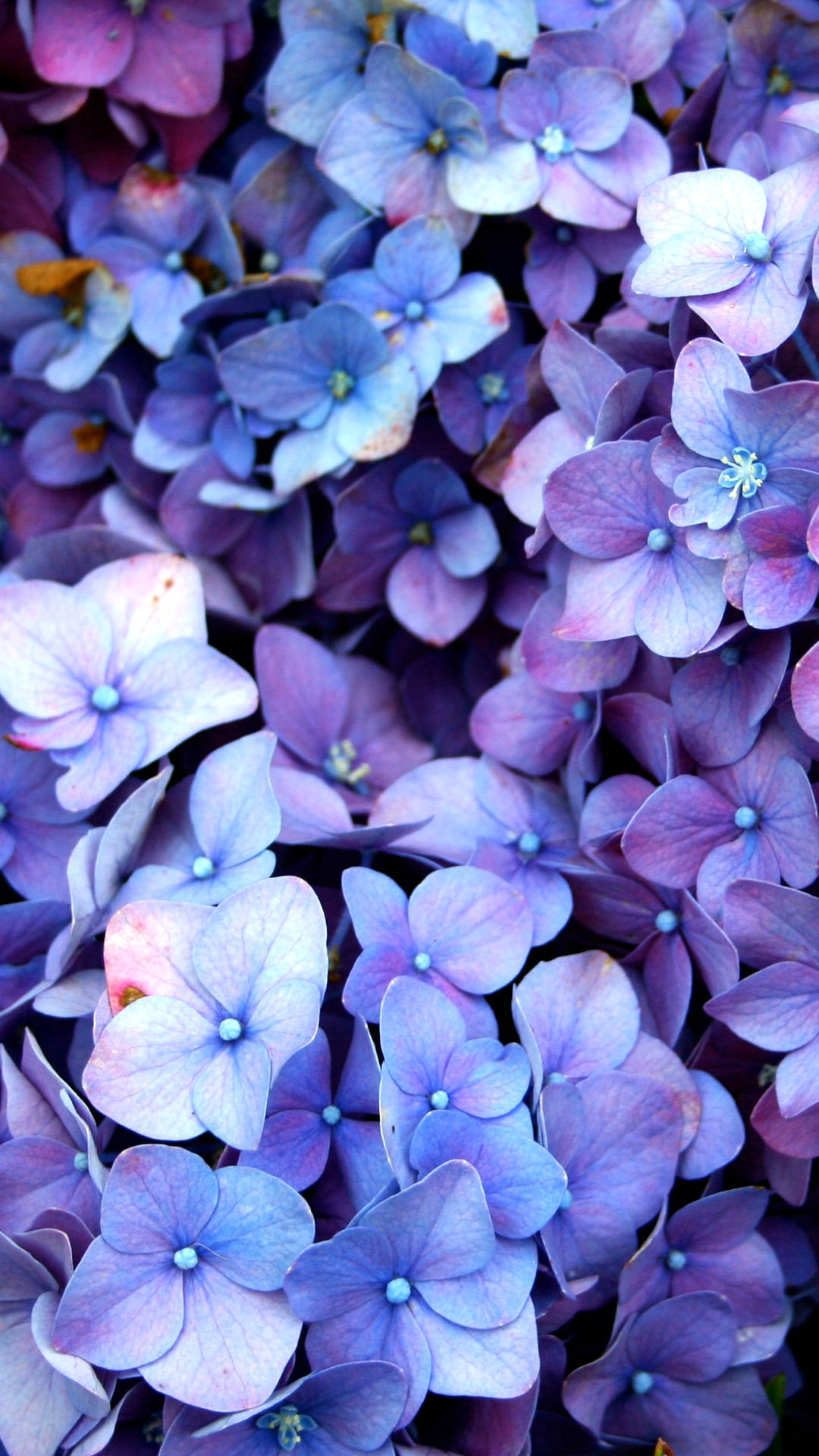 Beautiful Blue Hydrangea Flowers Close Up Background