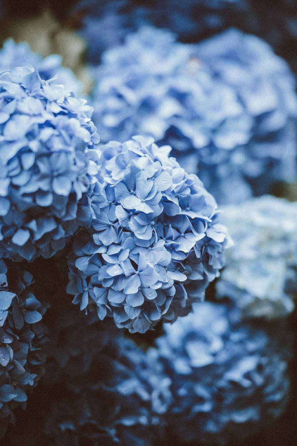 Beautiful Blue Hydrangea Flowers