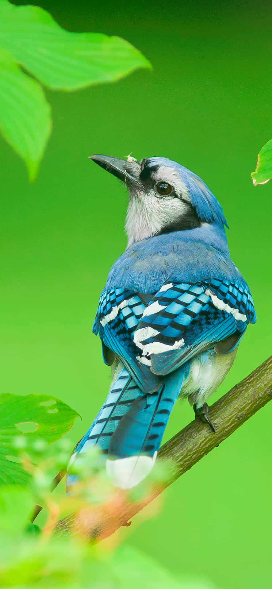 Beautiful Blue Jay Bird Iphone Nature Image