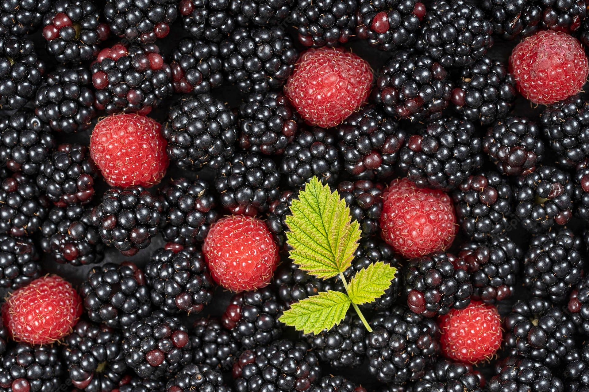 Beautiful Boysenberry Raspberry Background