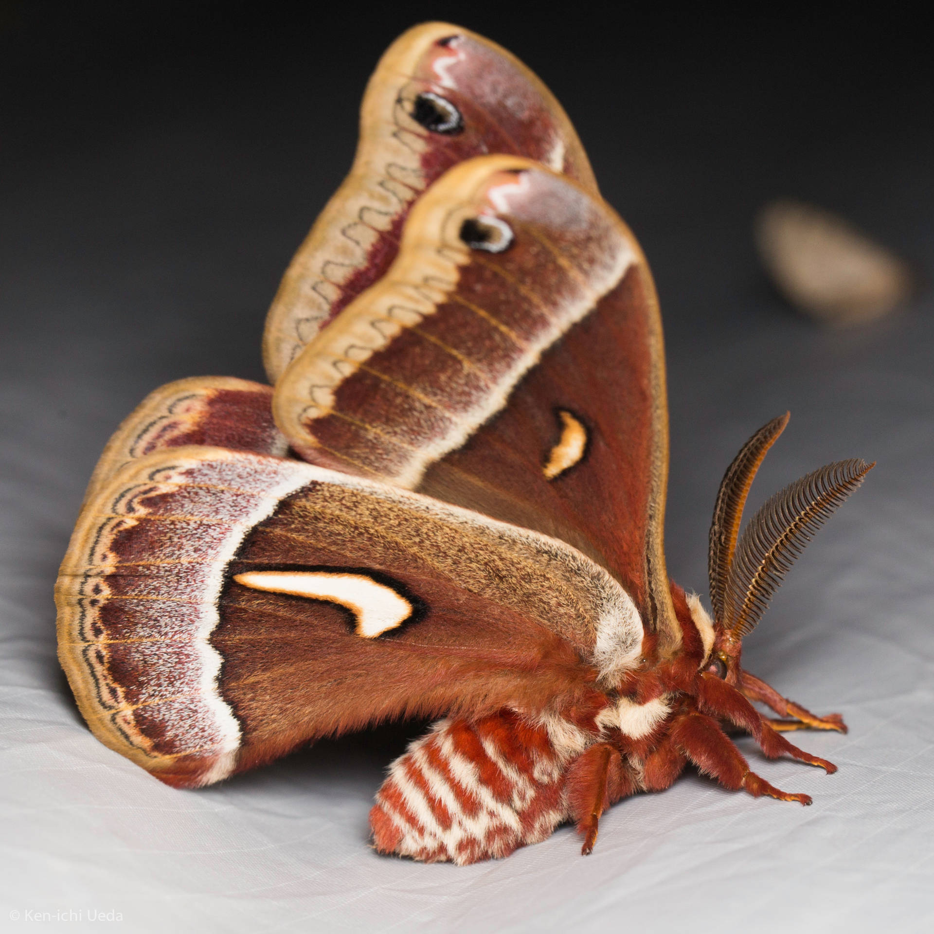 Beautiful Brown Ceanothus Silkmoth Big Background