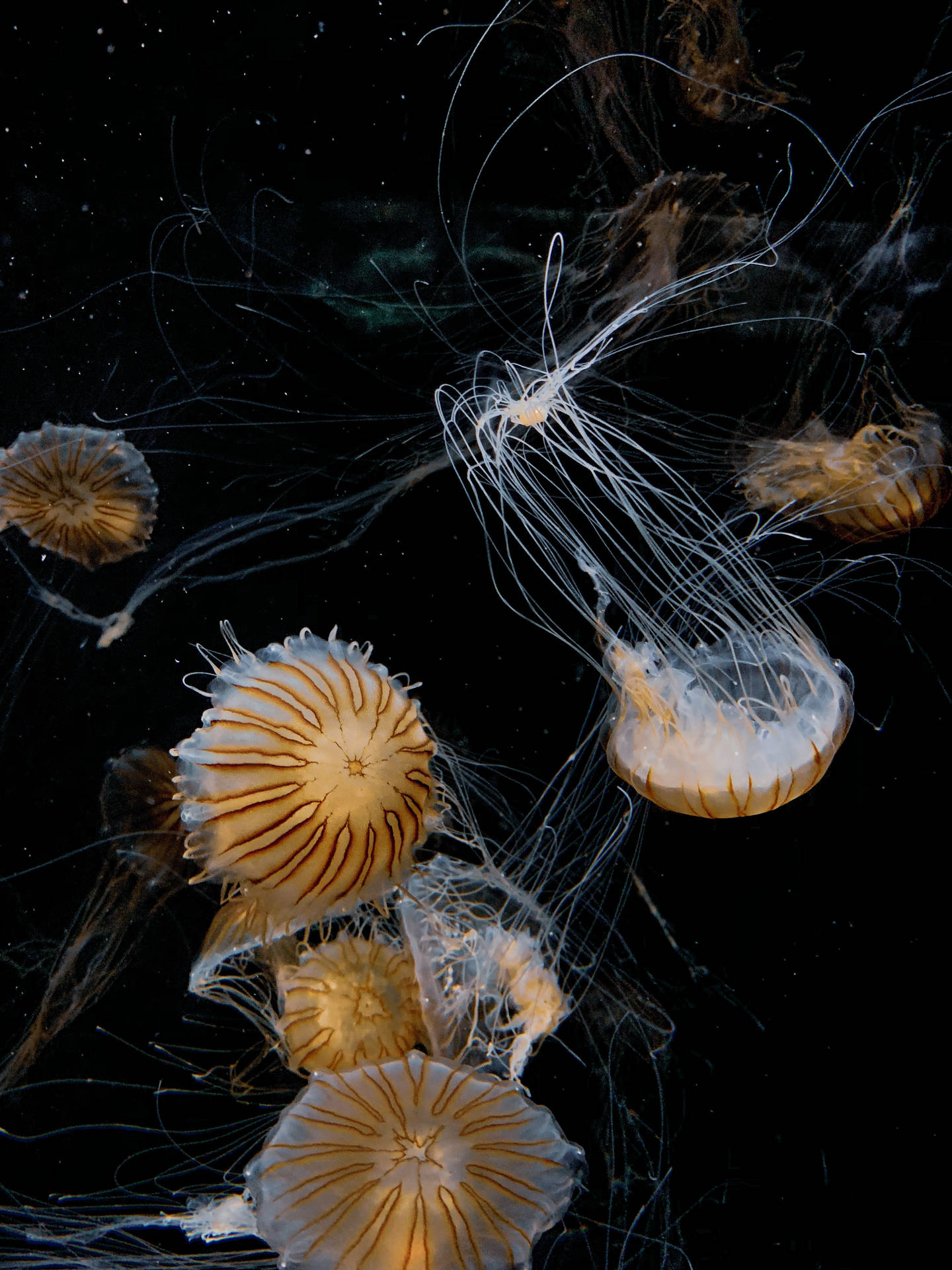Beautiful Brown Jellyfish Background