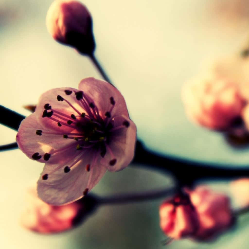 Beautiful Burgundy Flower Background