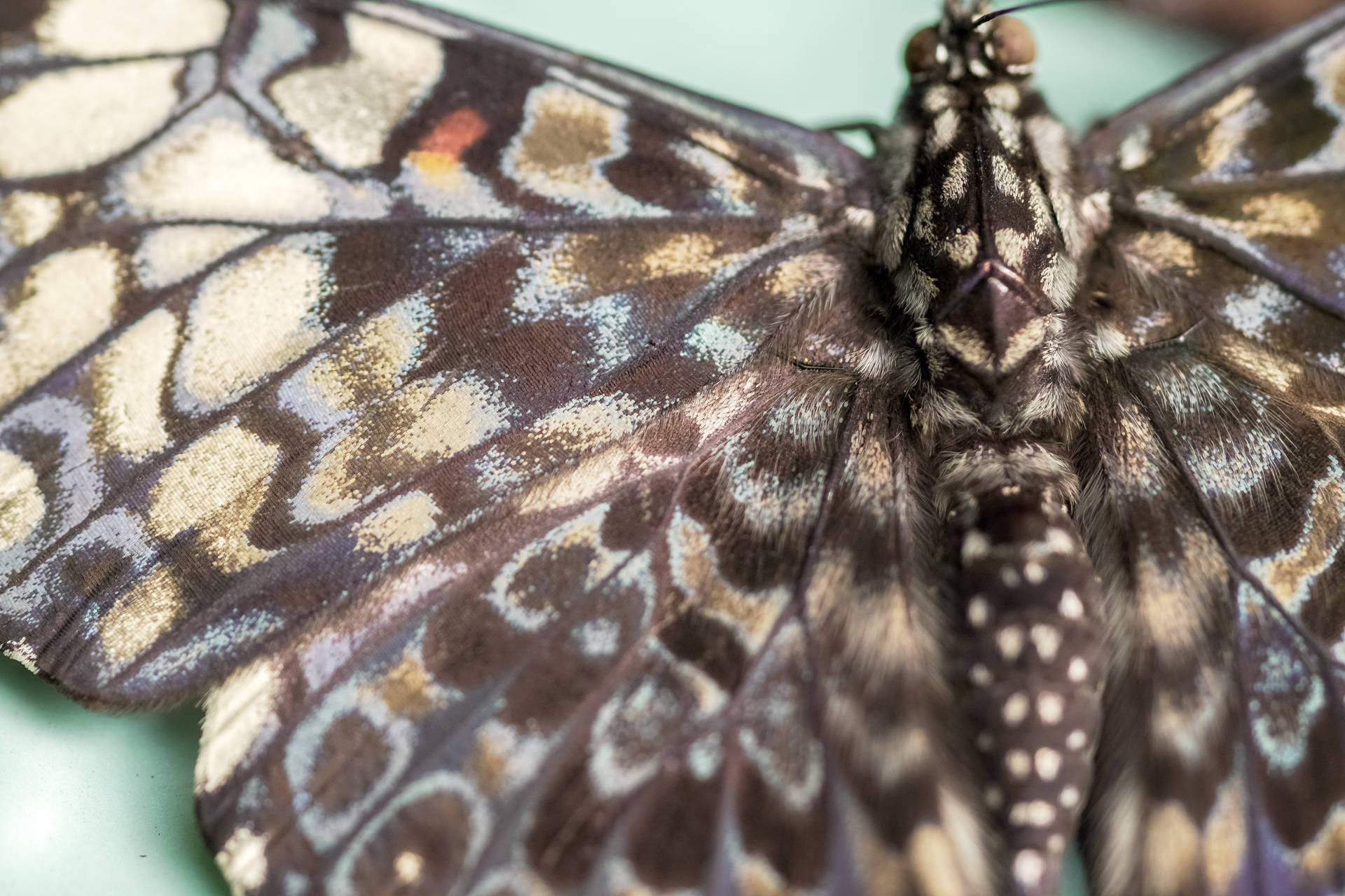 Beautiful Butterfly Body Background