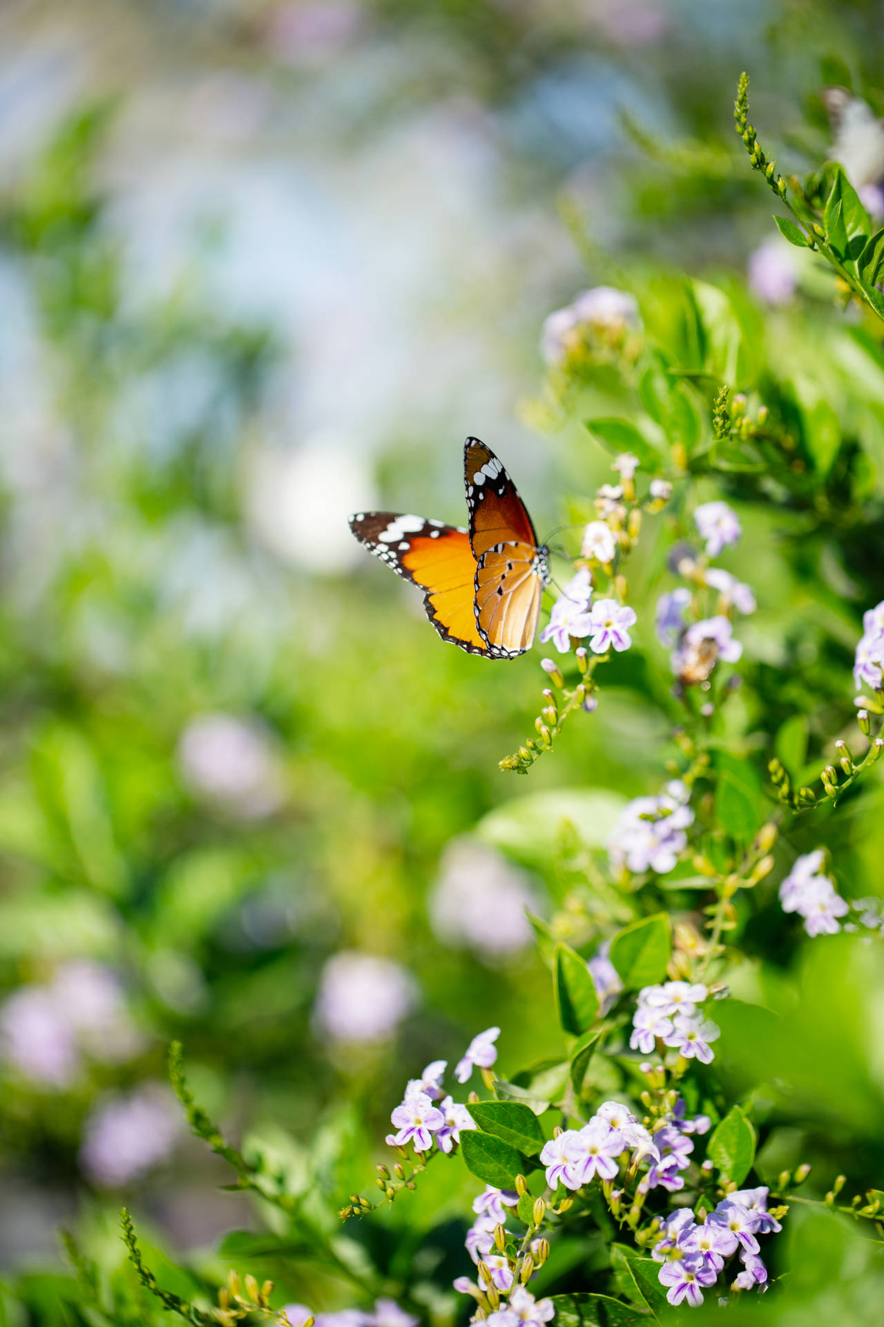 Beautiful Butterfly Garden Background