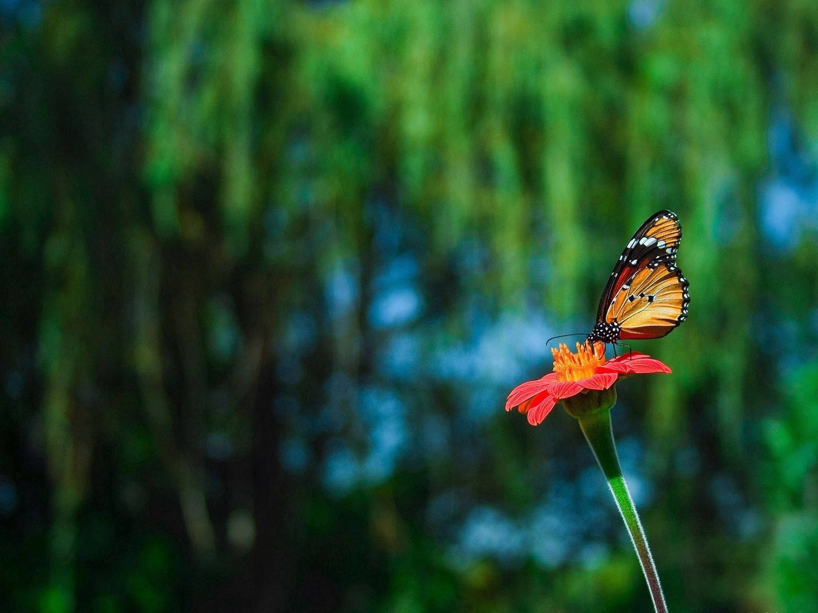 Beautiful Butterfly Green Garden Background