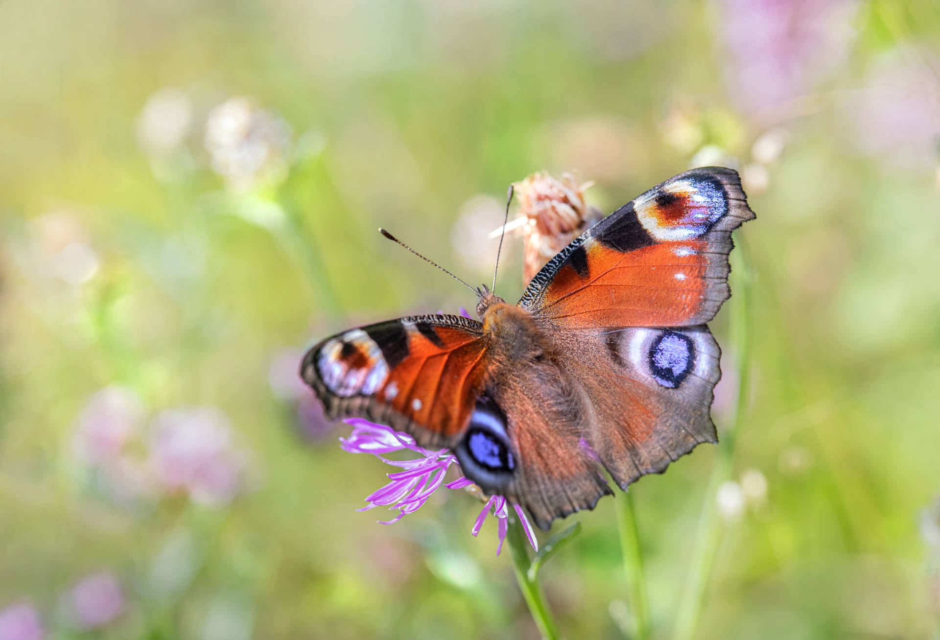 Beautiful Butterfly In The Garden Background