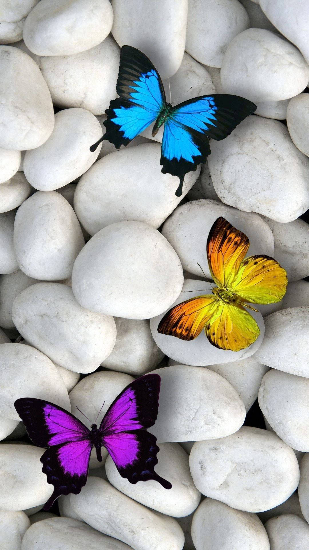 Beautiful Butterfly Iphone Screen Display Background