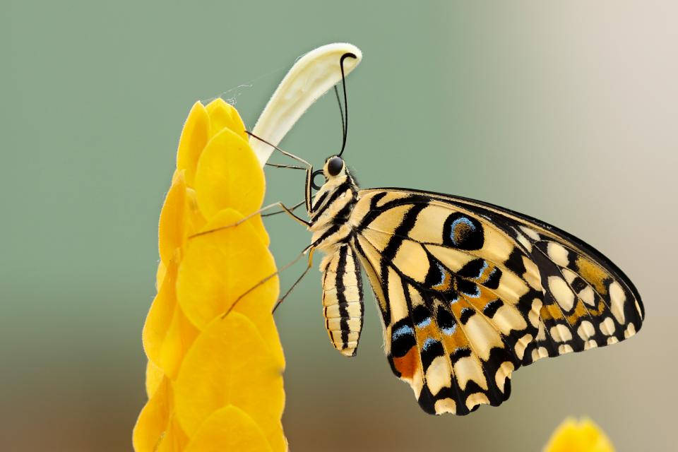 Beautiful Butterfly On Flower Background