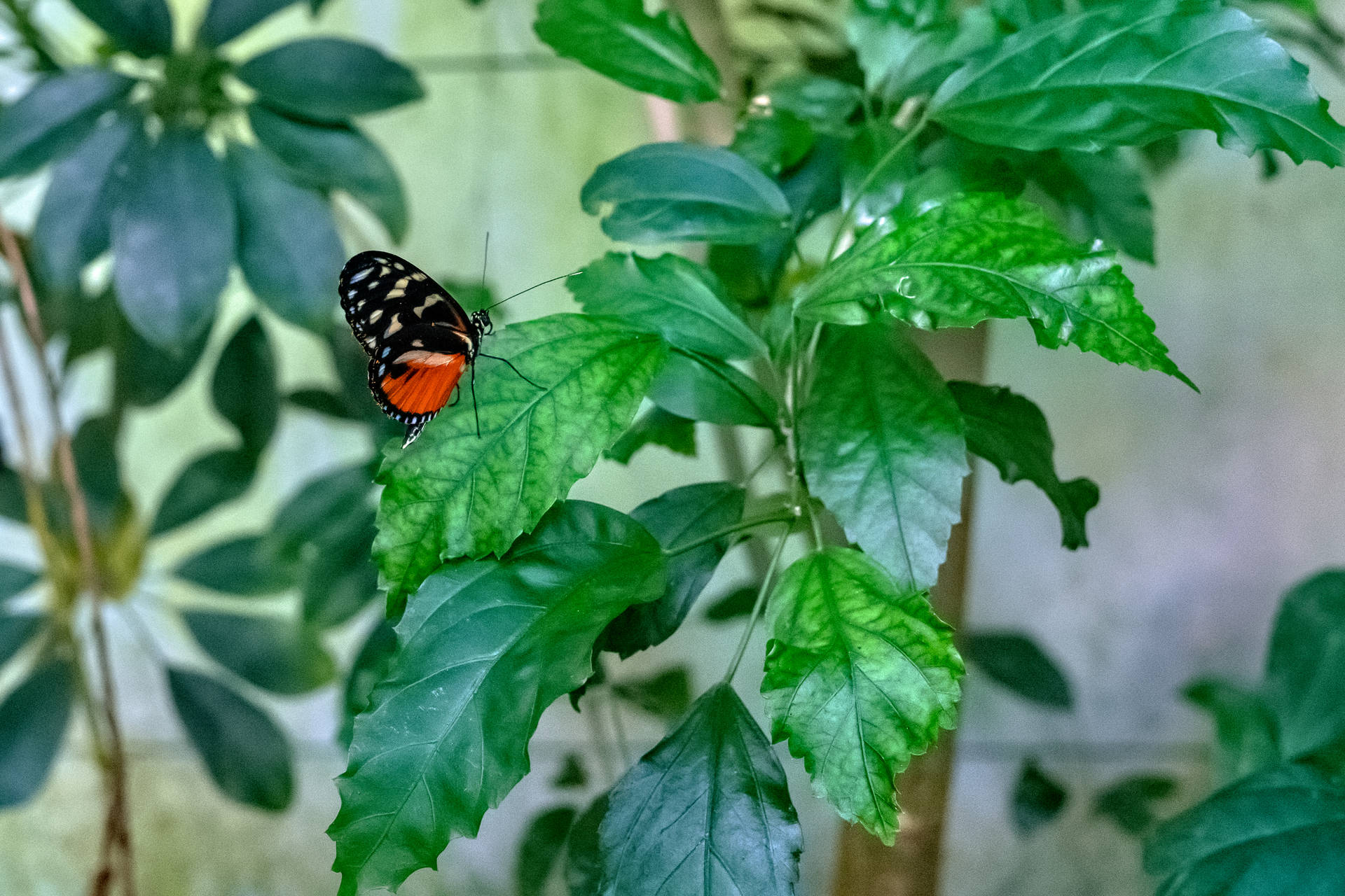Beautiful Butterfly On Plants Background