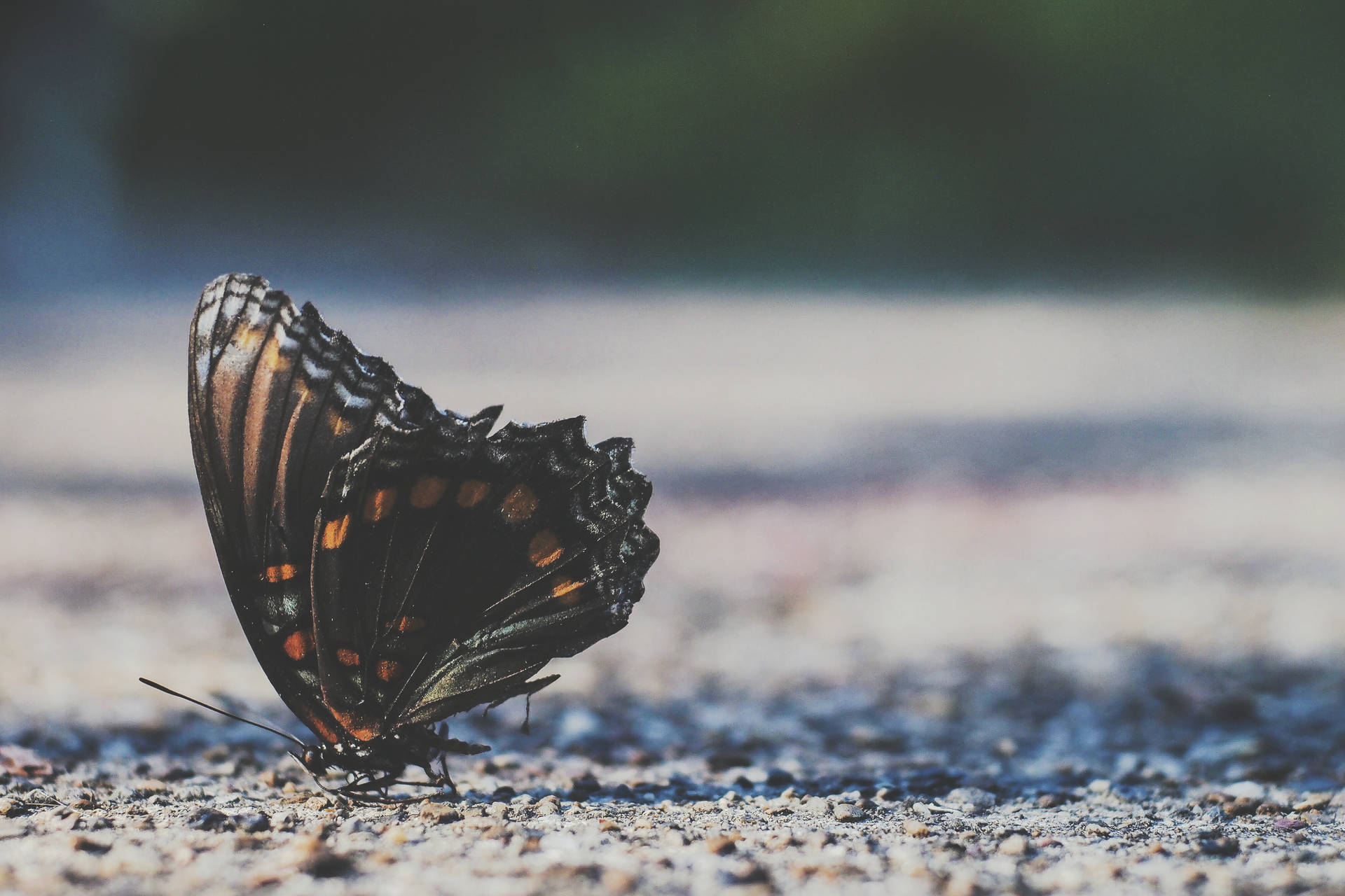 Beautiful Butterfly On The Ground