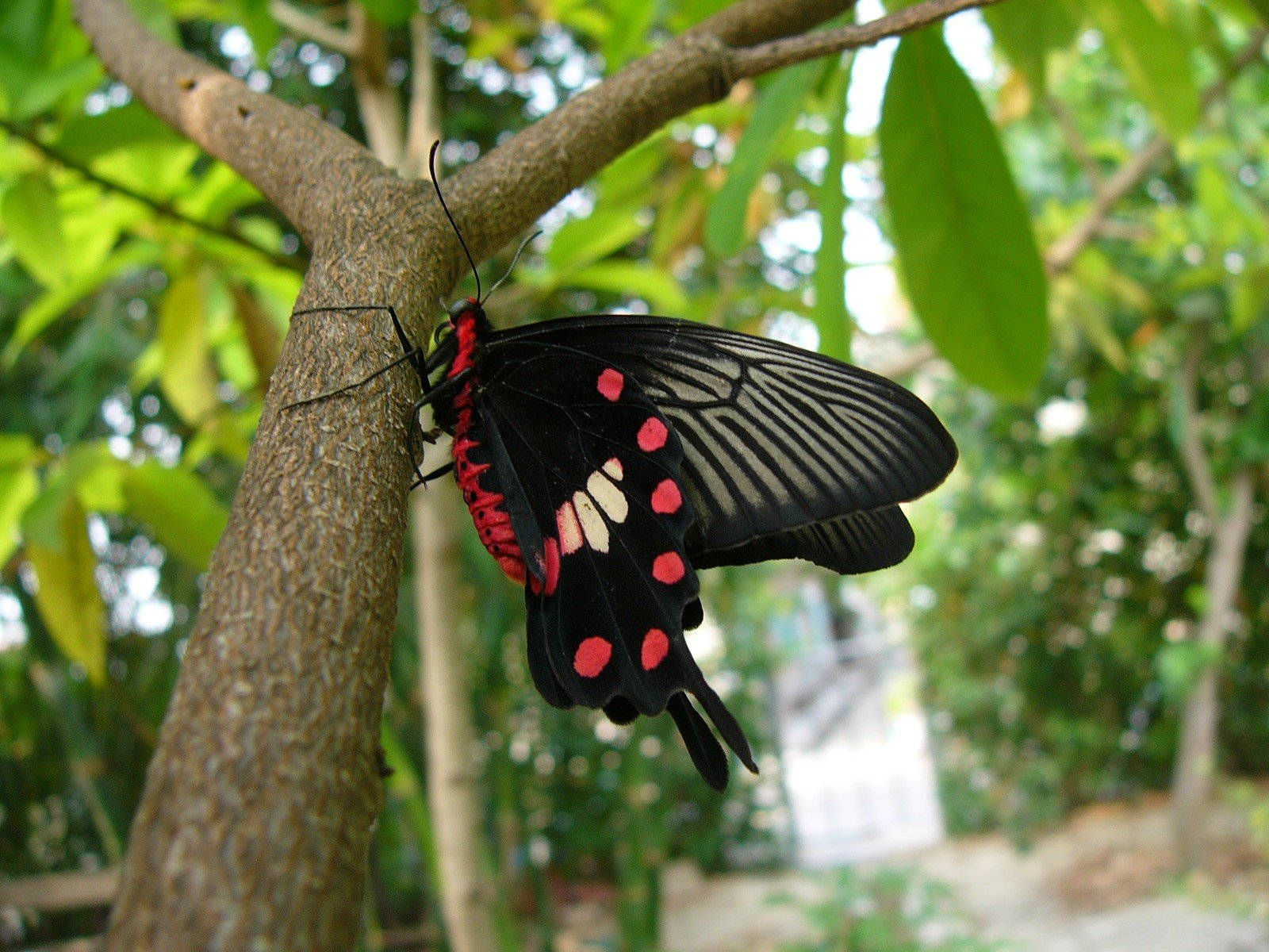 Beautiful Butterfly On Tree Background