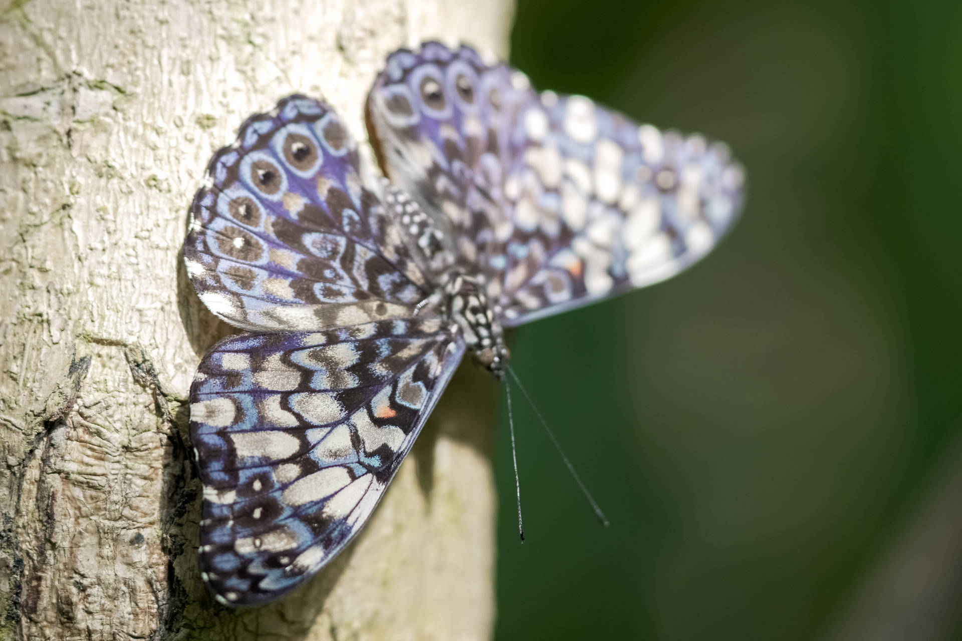 Beautiful Butterfly On Wall Background