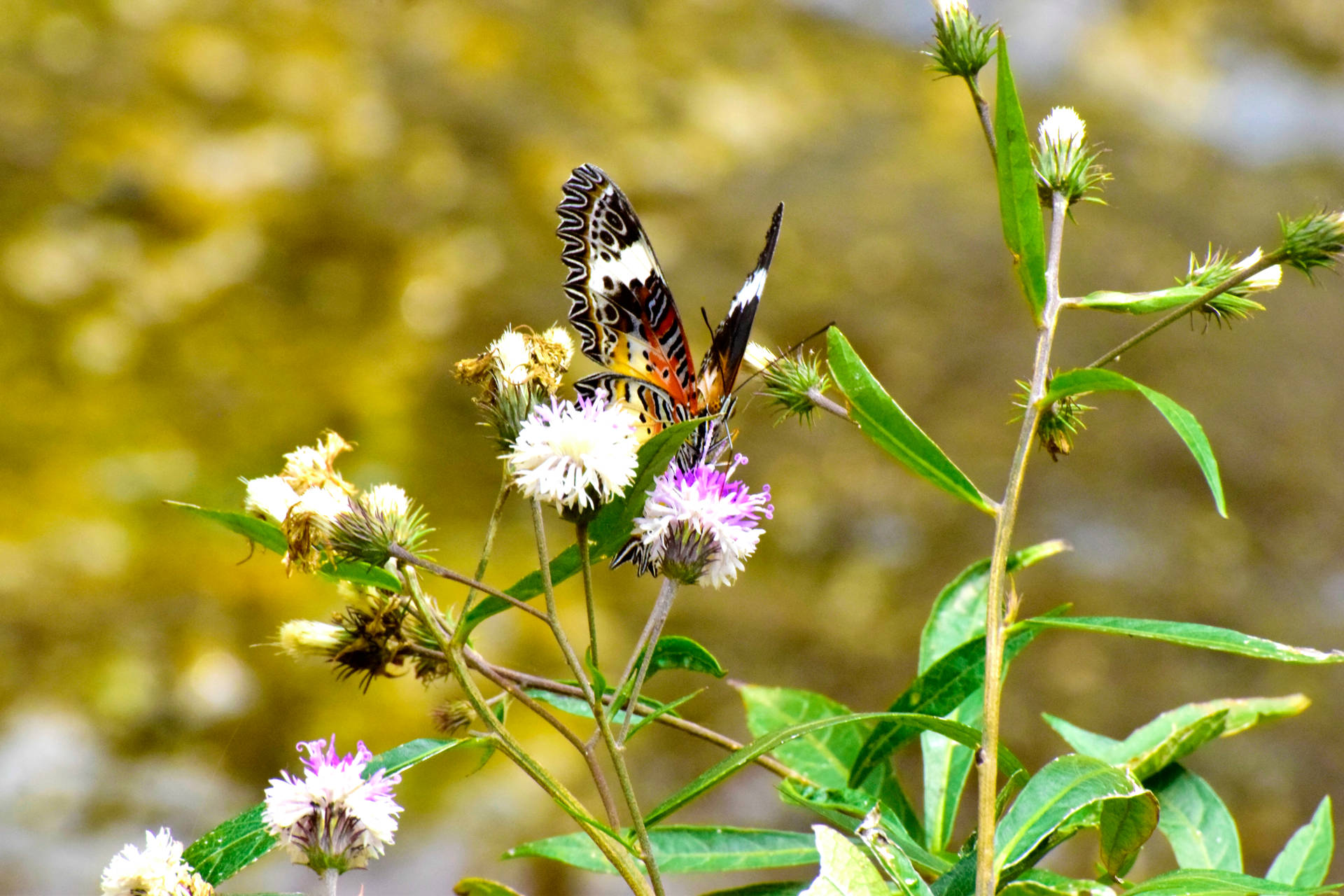 Beautiful Butterfly On Wild Flower Background