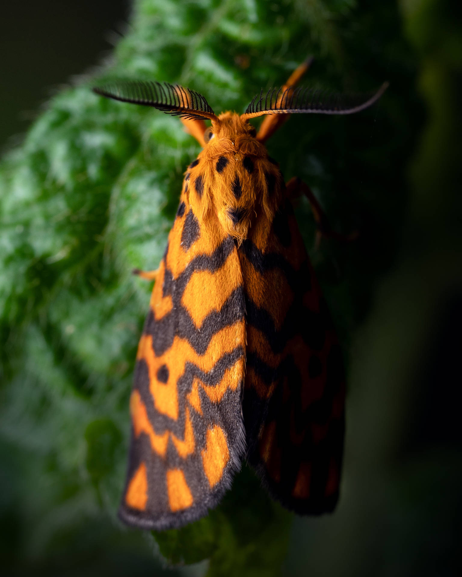Beautiful Butterfly Orange Black Background